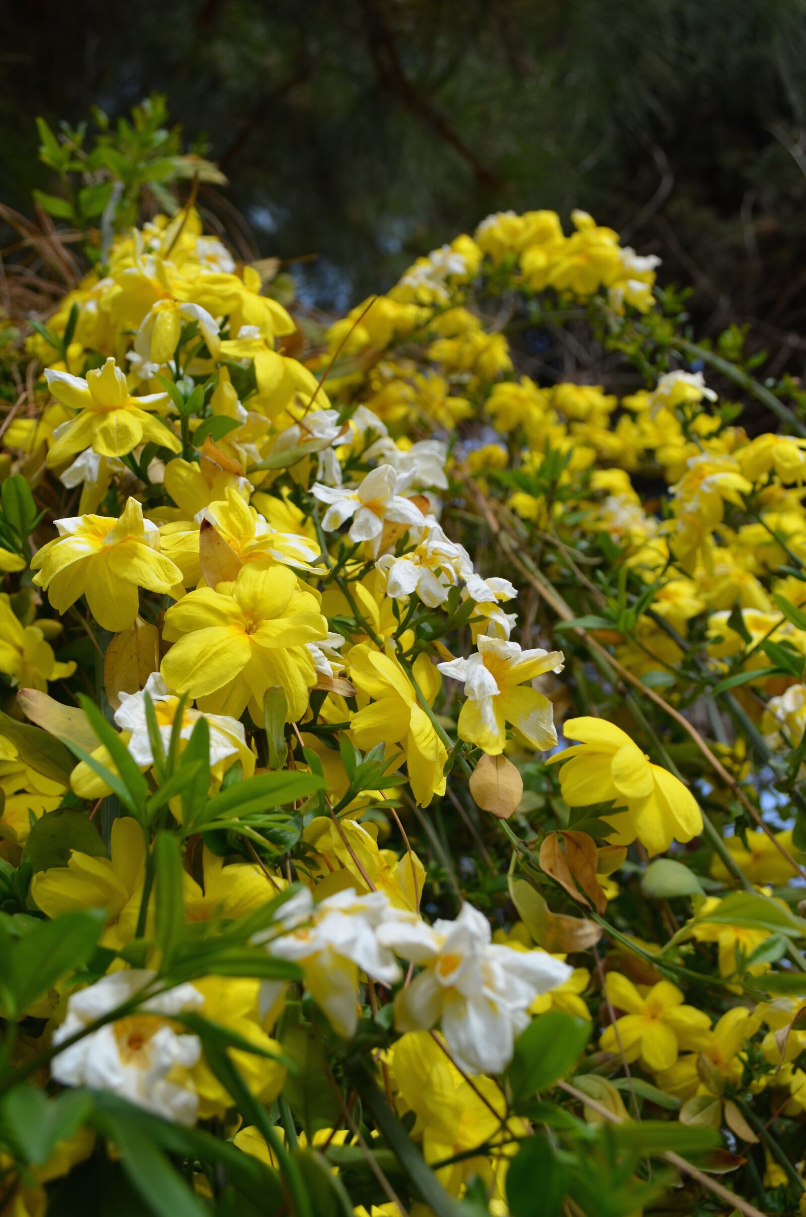 Nikon D5100 sample photo. Beautiful, yellow, flowers photography