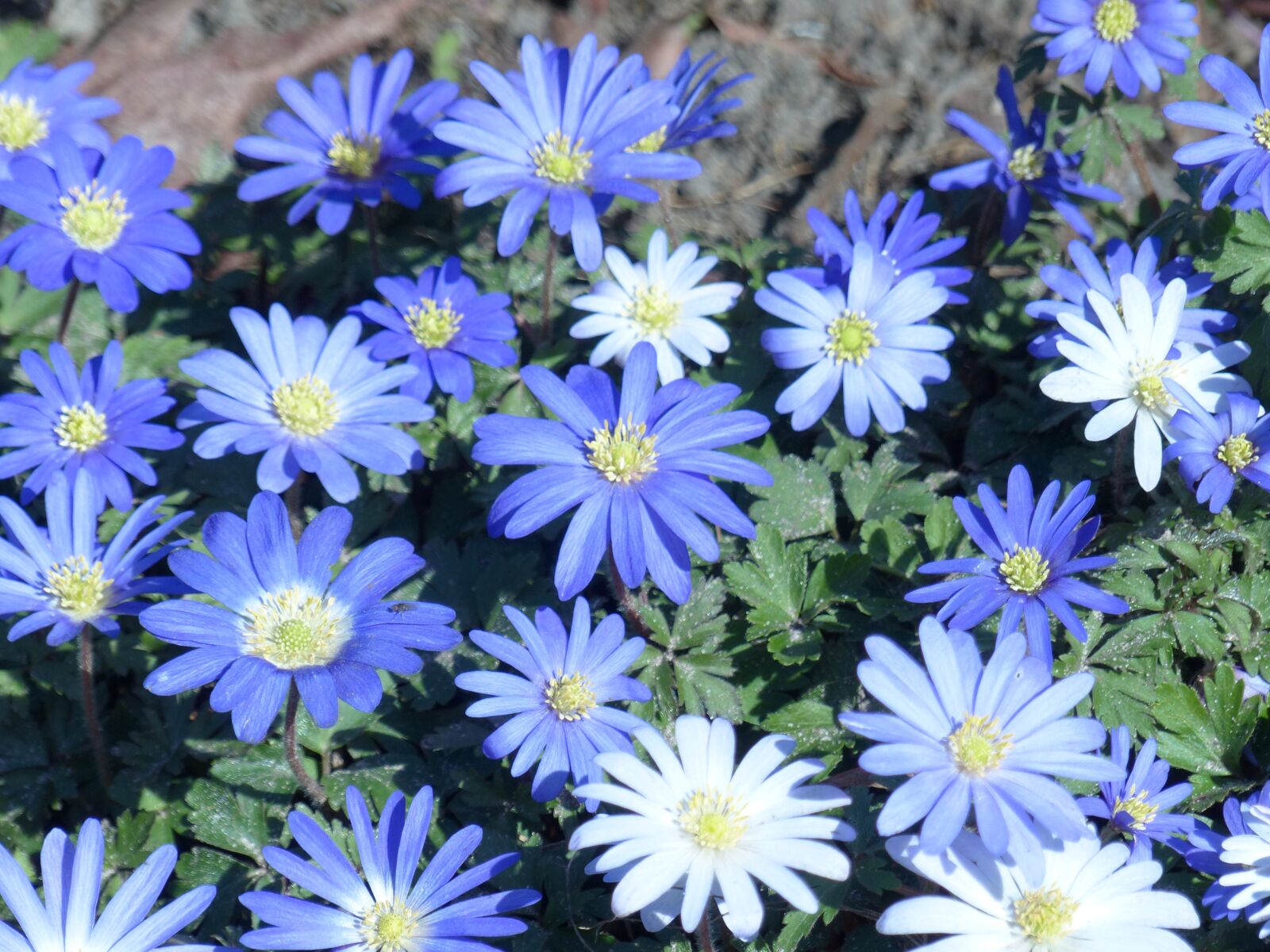 Panasonic Lumix DMC-FZ200 sample photo. Flowers, bouquet, blue photography