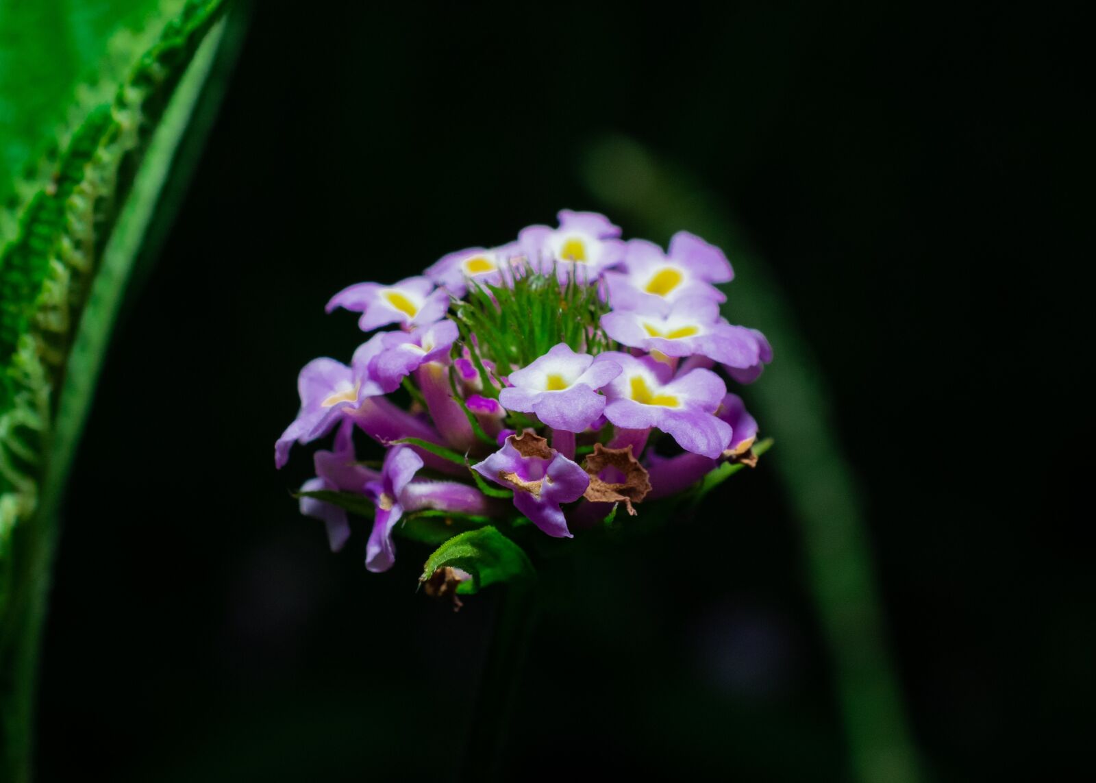 Nikon D5300 sample photo. Flowers, flower, nature photography