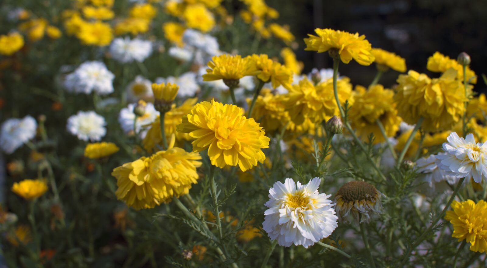 Nikon D3200 sample photo. Flower, nature, beauty photography