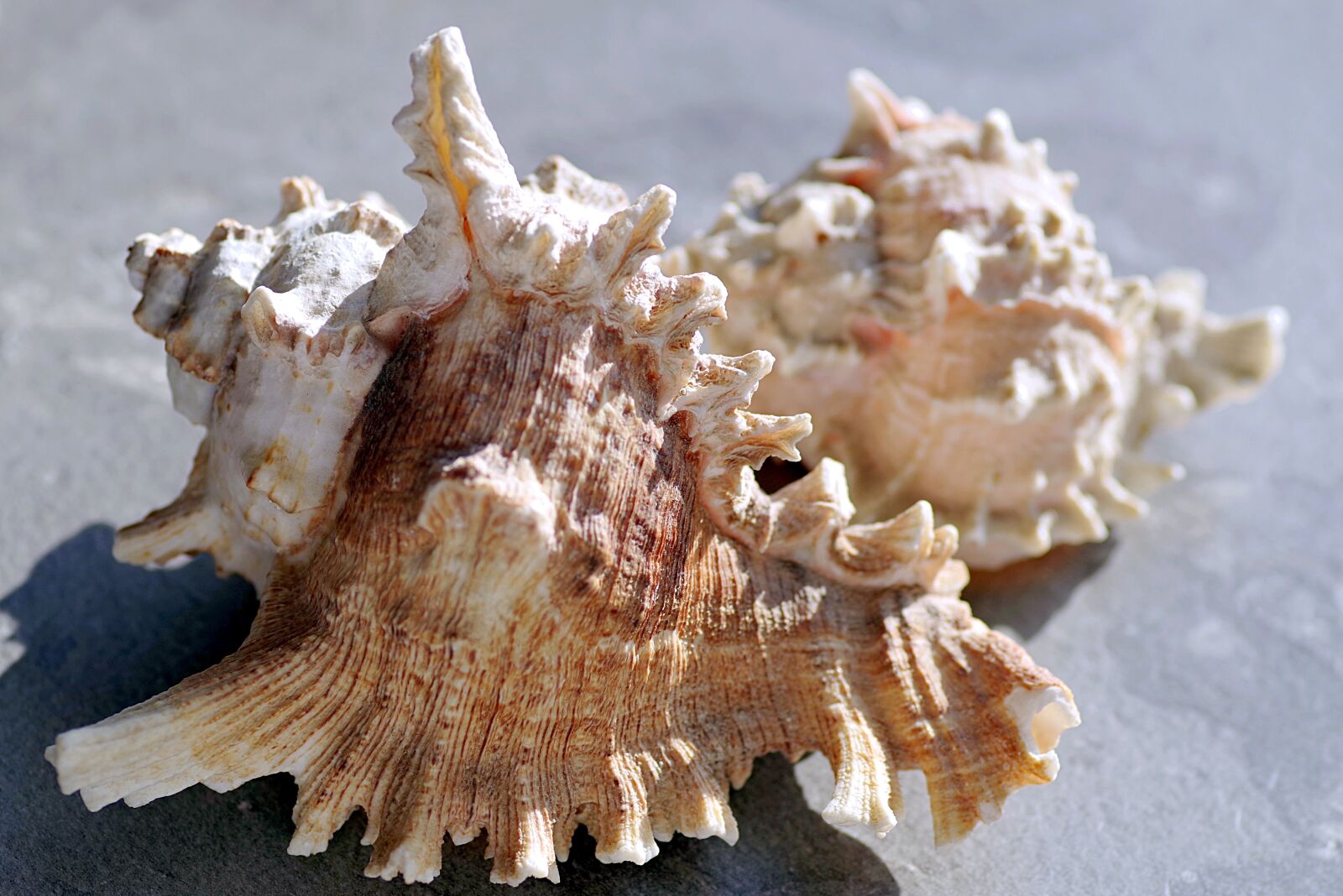Pentax K-S2 sample photo. Shells, holidays, sea photography