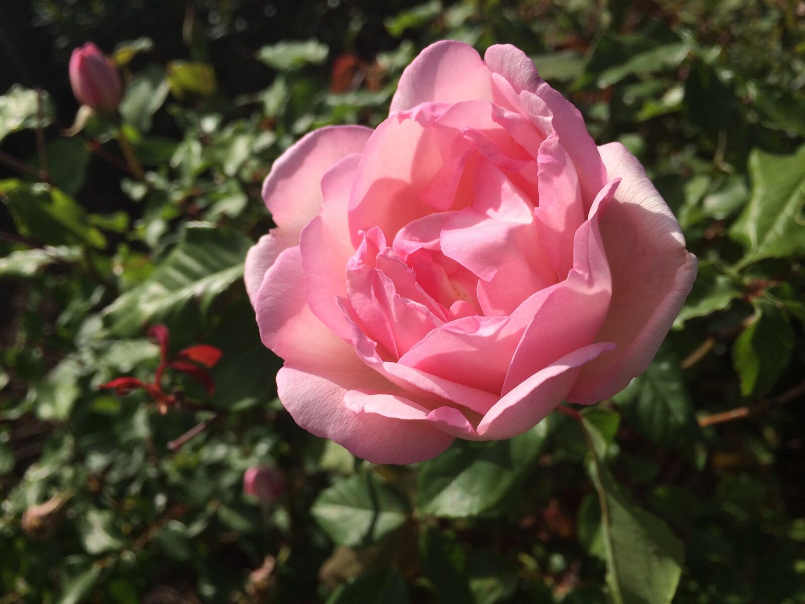 iPhone 5s back camera 4.15mm f/2.2 sample photo. Rose, pink rose, flower photography