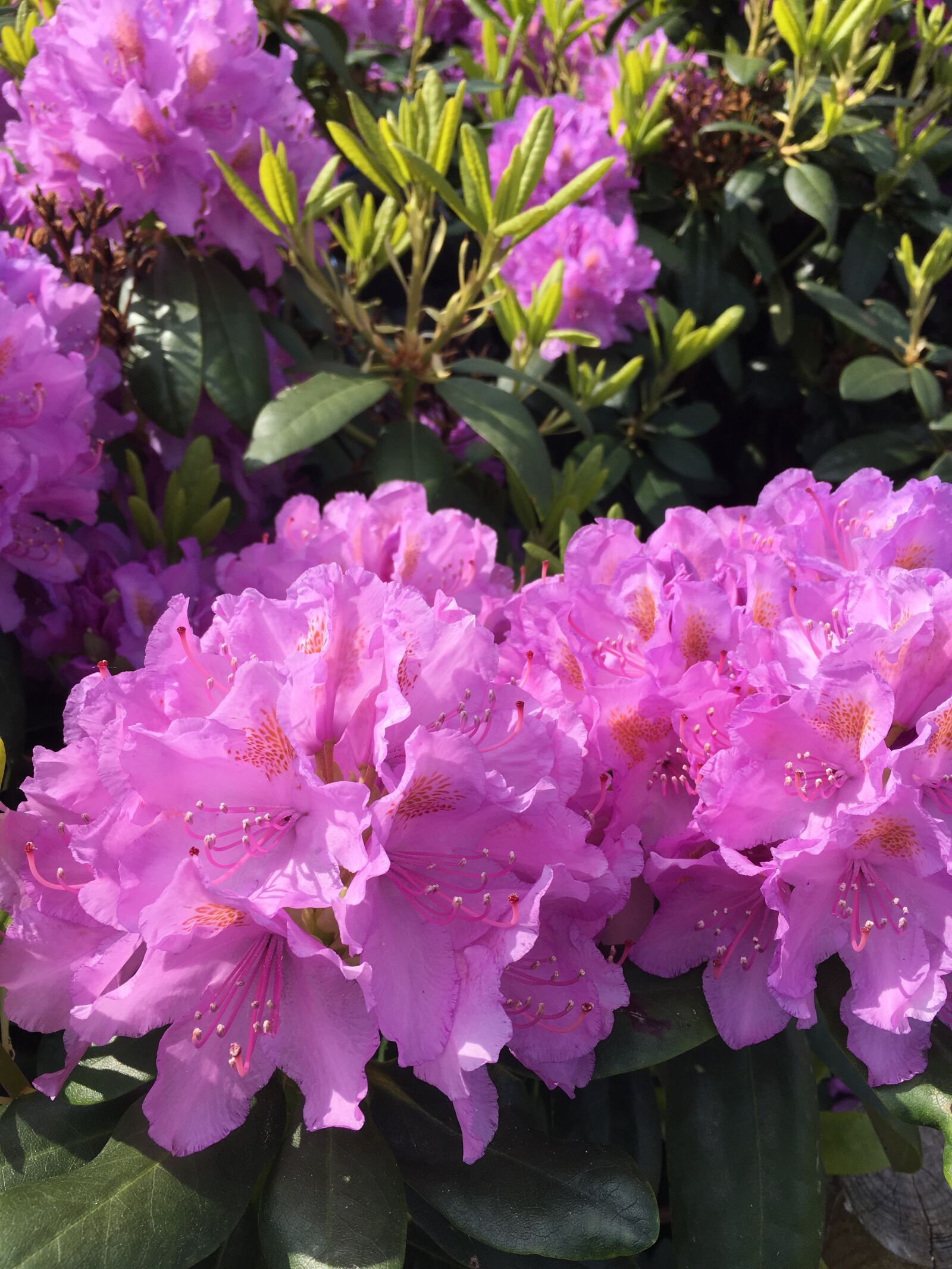 iPhone SE back camera 4.15mm f/2.2 sample photo. Spring, odense, rhododendron photography