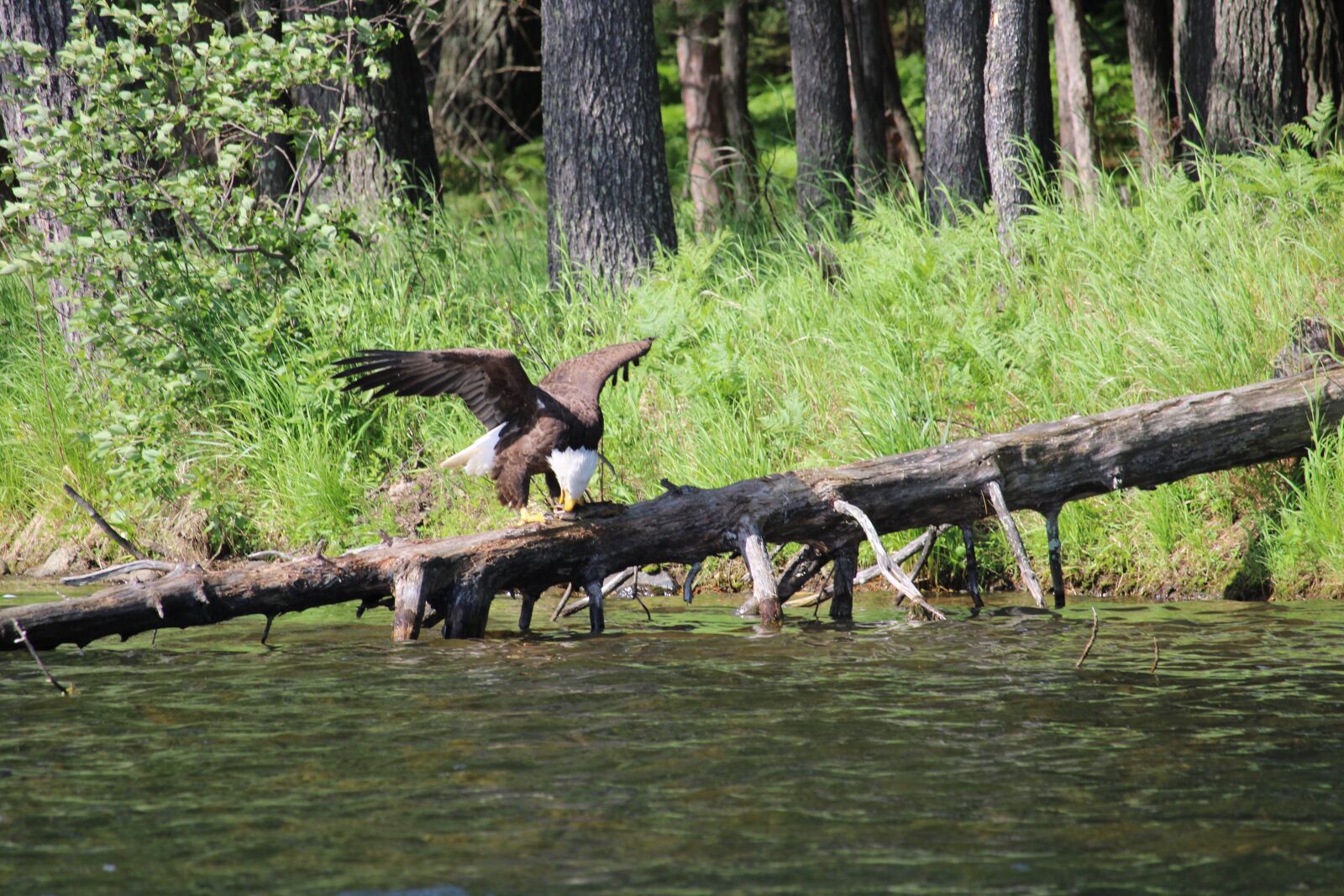 Canon EOS 2000D (EOS Rebel T7 / EOS Kiss X90 / EOS 1500D) sample photo. Eagle, outdoor, water photography