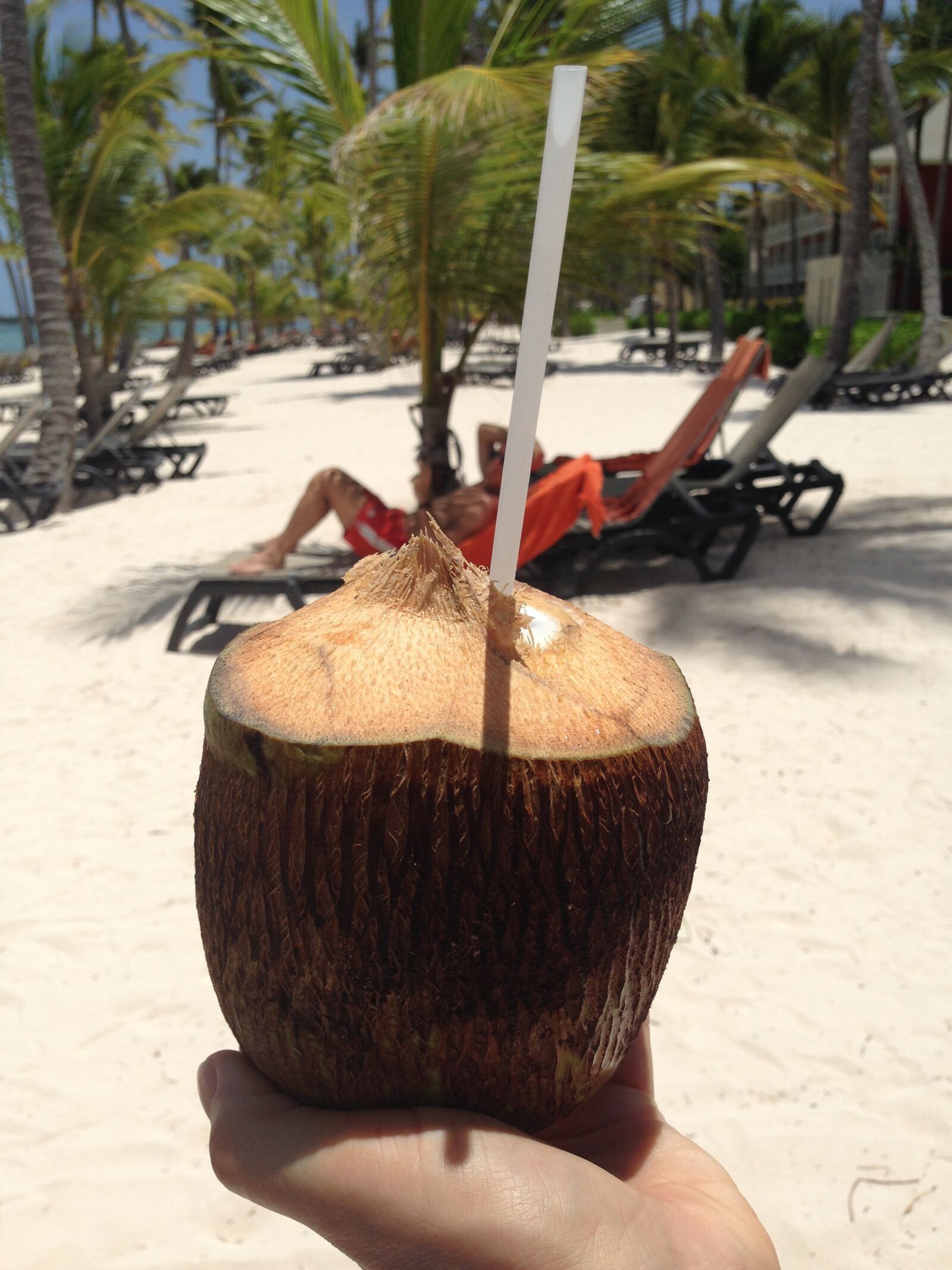 iPhone 5 back camera 4.12mm f/2.4 sample photo. Coconut, palm trees, beach photography