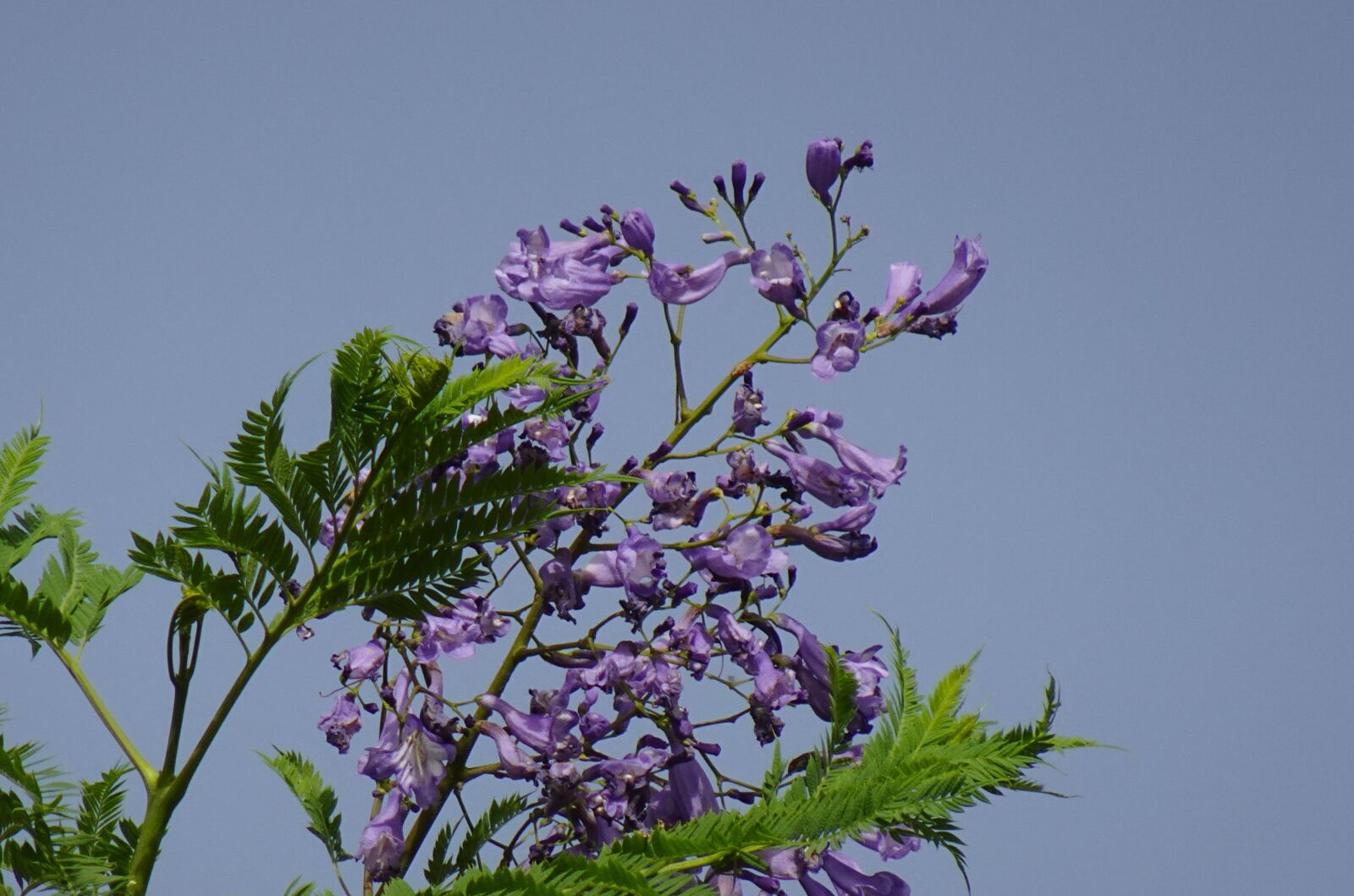 Sony DSC-WX800 sample photo. Flower, jacaranda mimosifolia, blue photography
