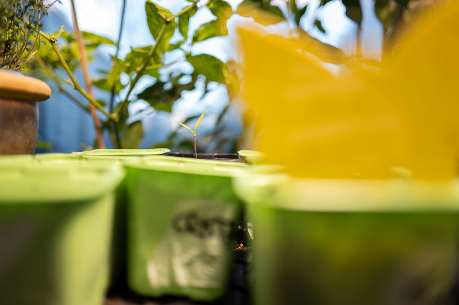 SUMMILUX 1:1.7/28 ASPH. sample photo. New chili plant photography
