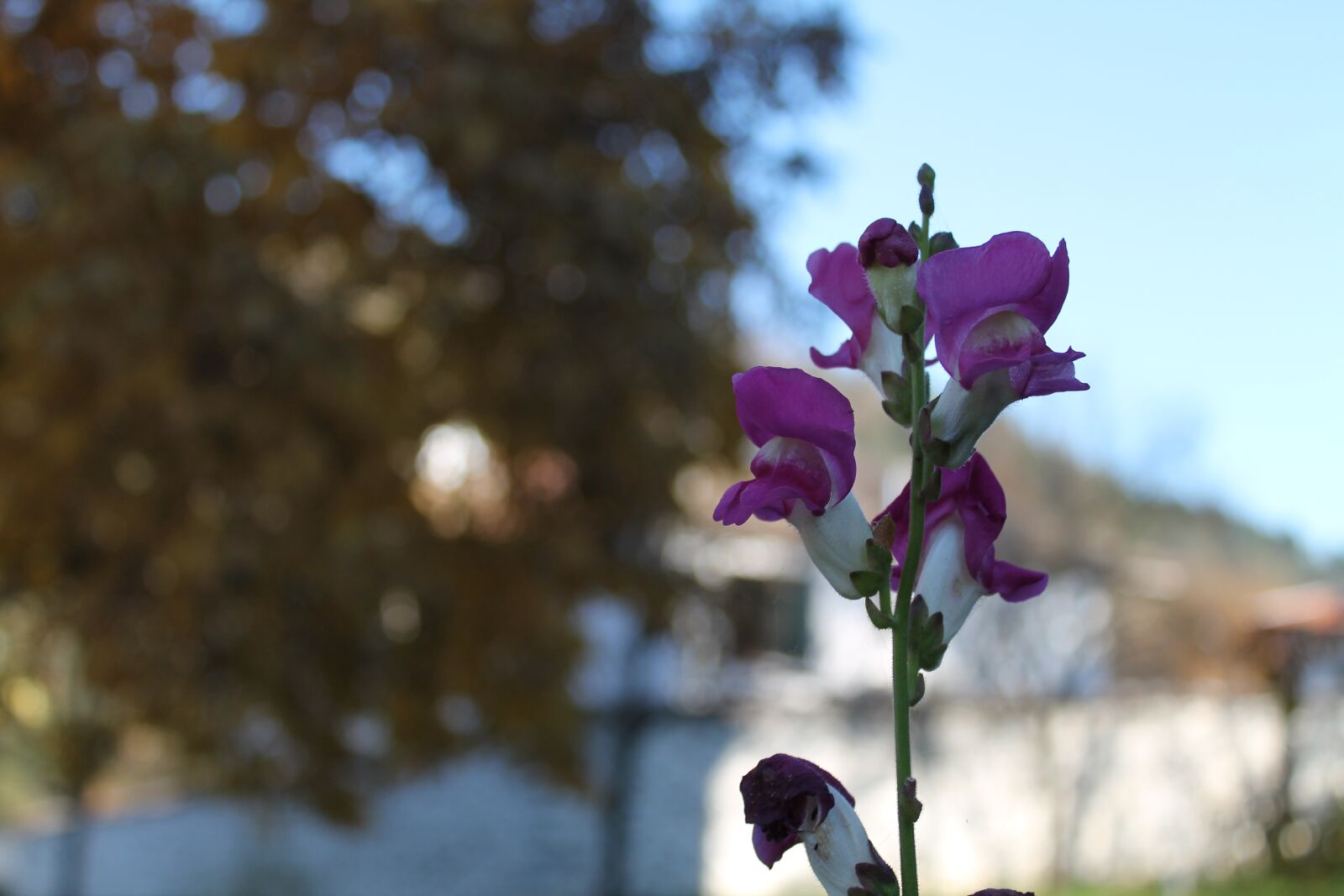 Canon EOS 1100D (EOS Rebel T3 / EOS Kiss X50) sample photo. Flower, purple, bloom photography