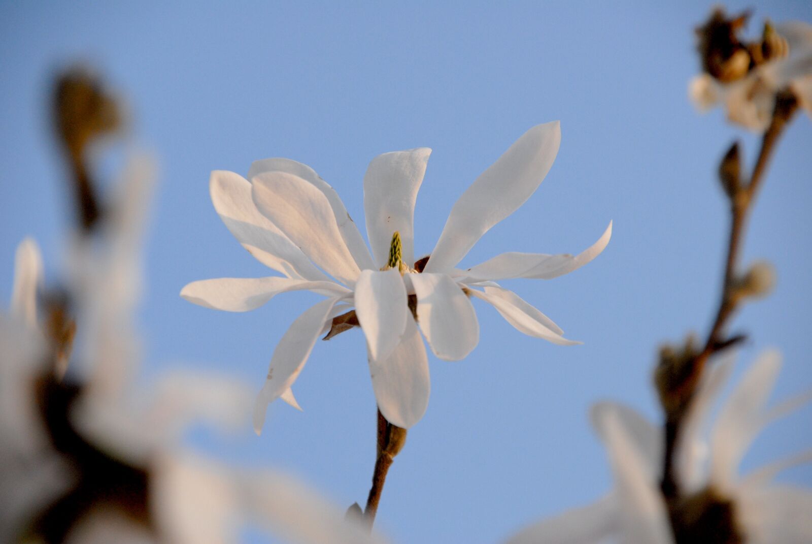 Nikon D200 sample photo. Star magnolia, white, blossom photography