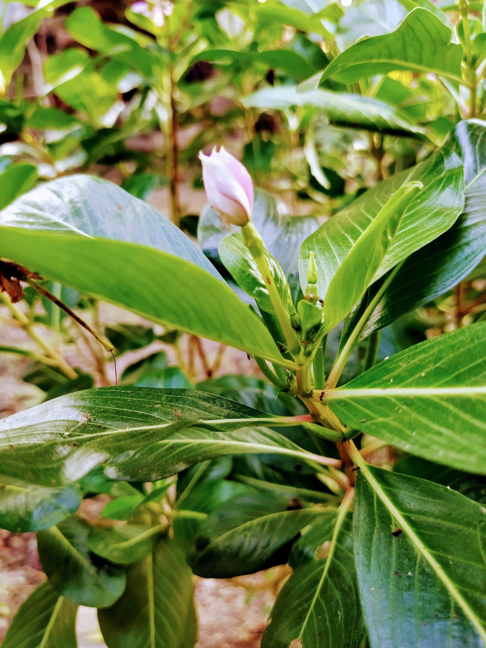 Xiaomi Mi A3 sample photo. Leaf, green, leaves photography