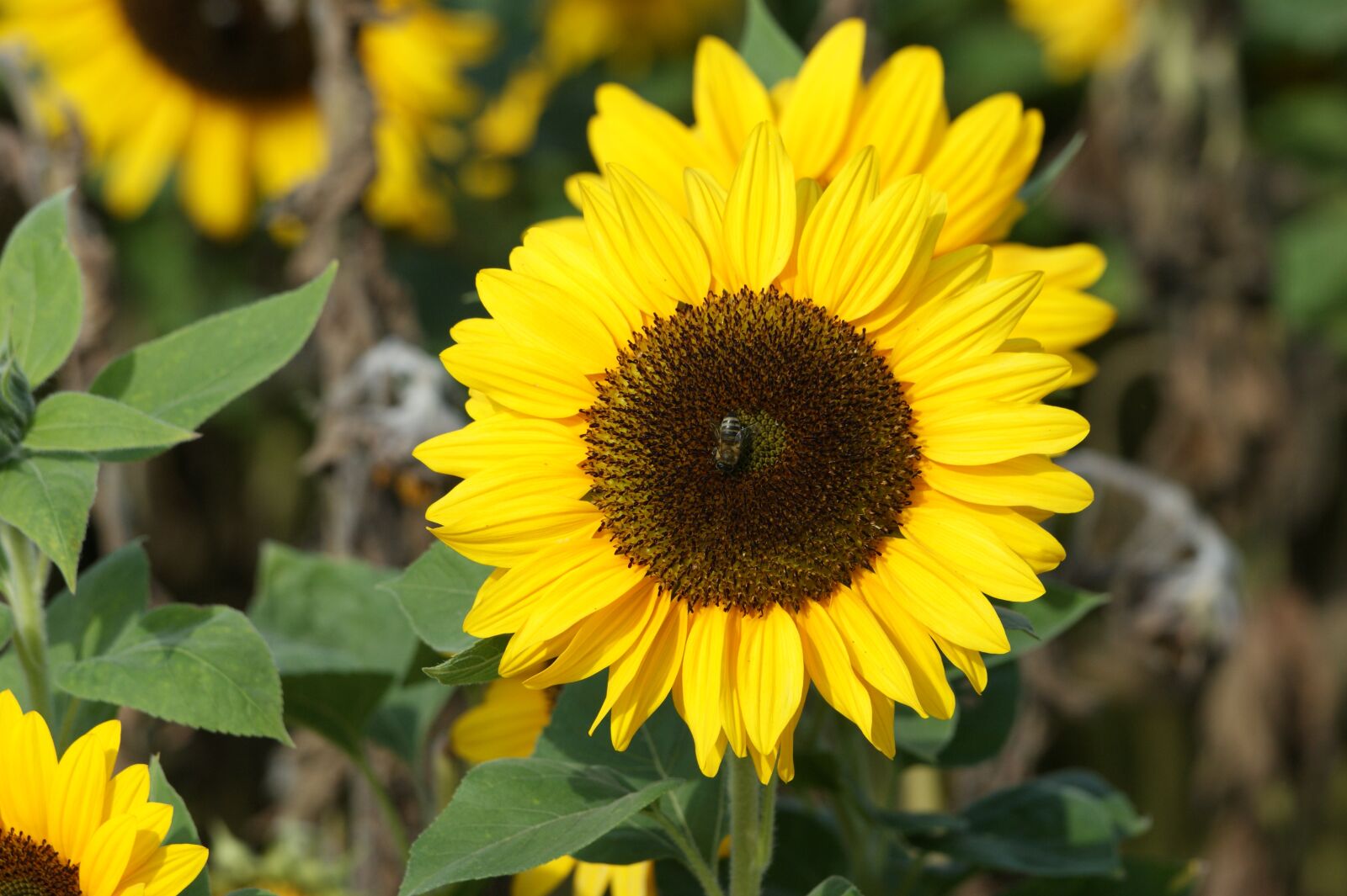 Sony Alpha DSLR-A350 sample photo. Sunflower, flower, sun photography
