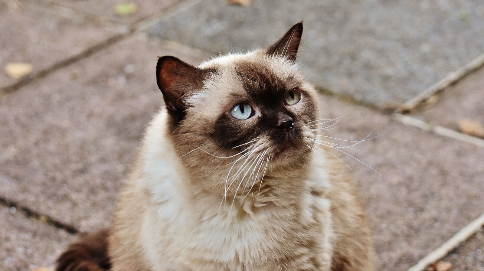 Nikon D7200 sample photo. Cat, british shorthair, mieze photography