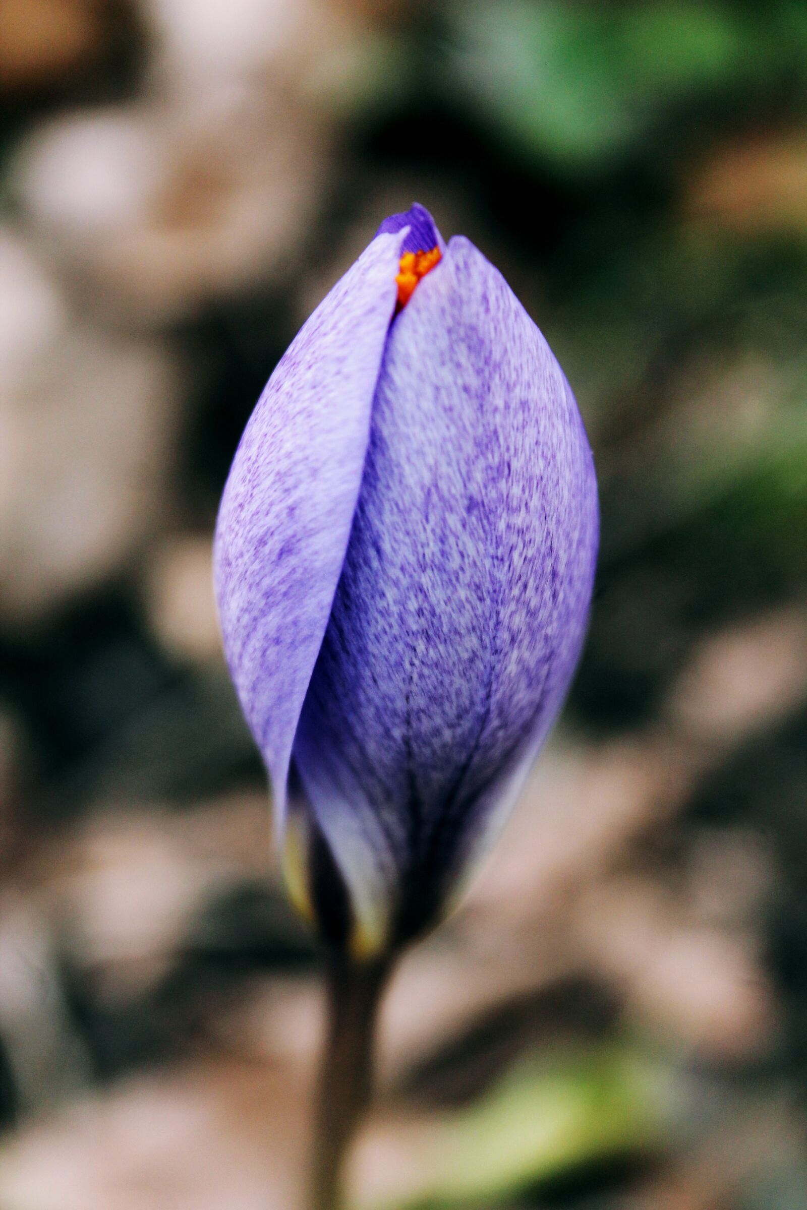 Canon EOS 1100D (EOS Rebel T3 / EOS Kiss X50) sample photo. Flower, macro, nature photography