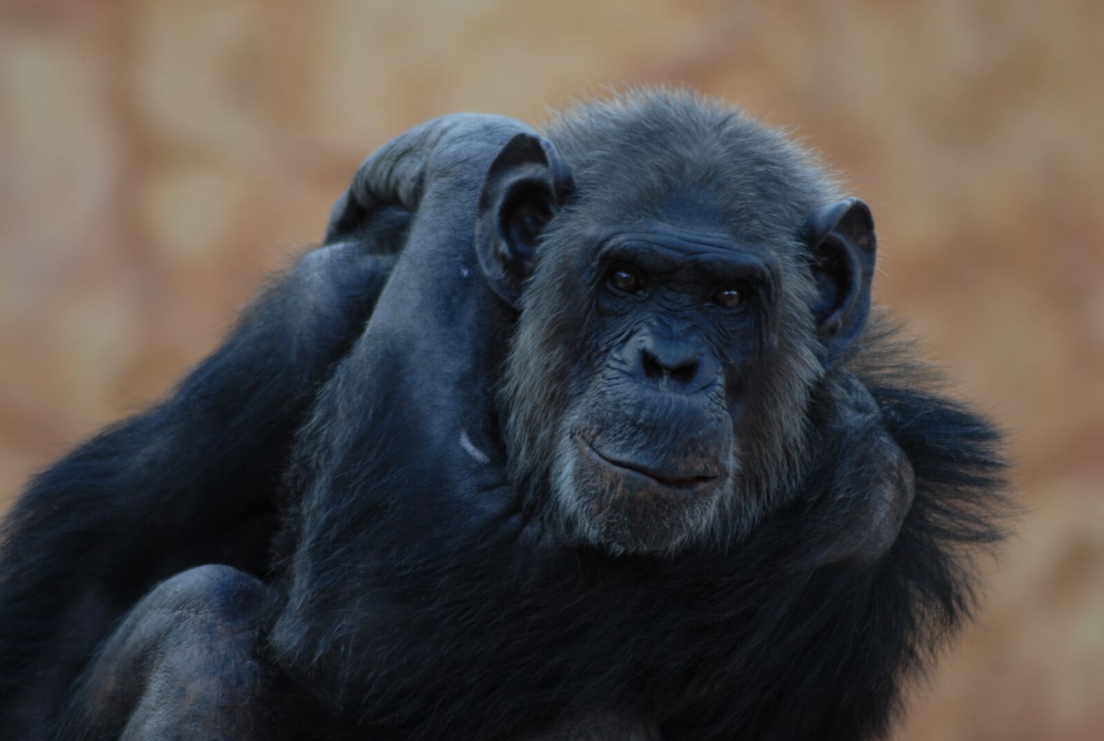 Nikon D200 sample photo. Gorilla, animal, primate photography