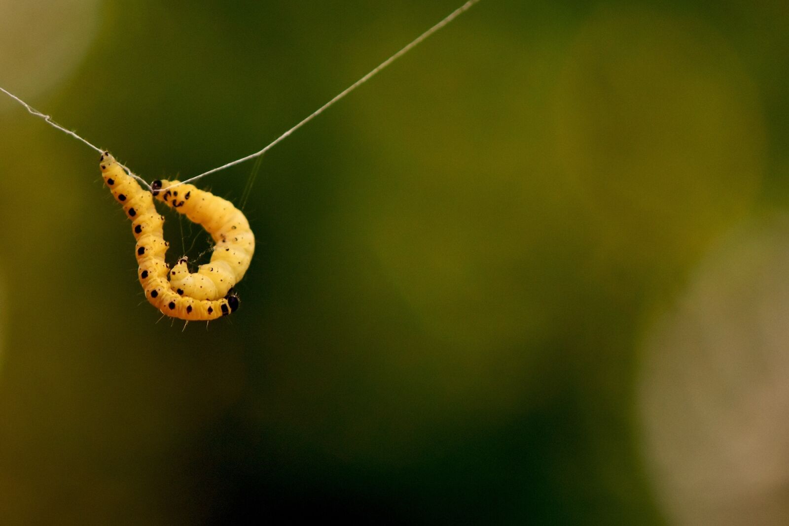 Nikon D7200 sample photo. Larva, wax moth, galleriinae photography