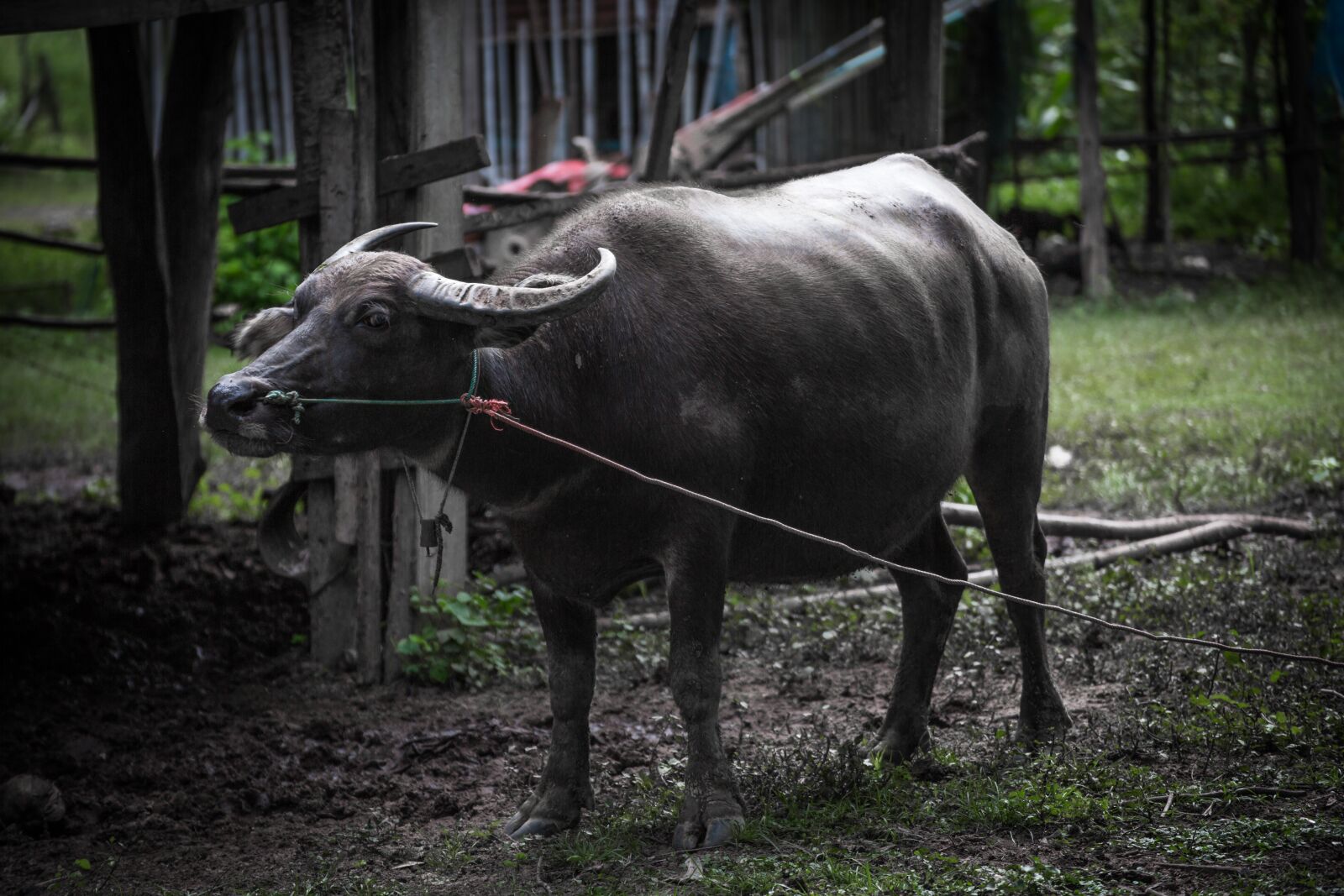 Canon EOS 5D Mark III sample photo. Buffalo, animals, in the photography