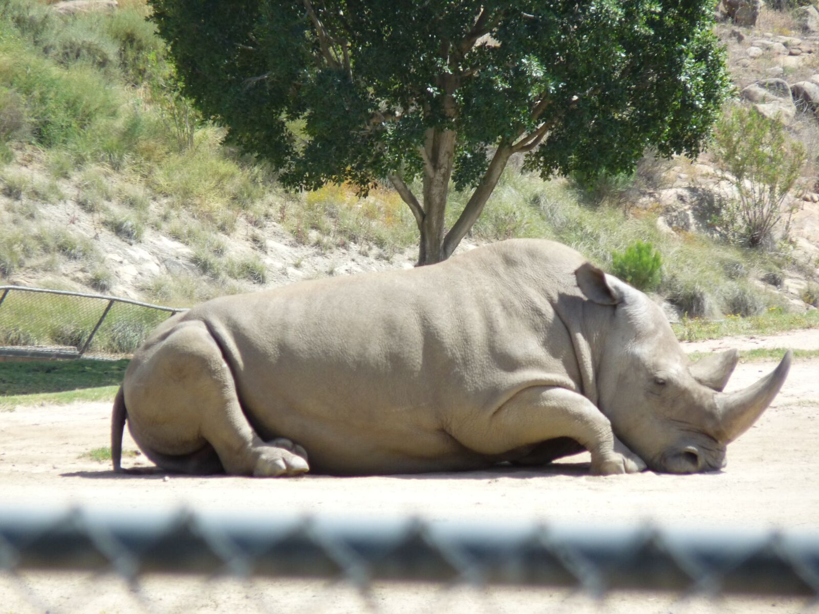 Panasonic Lumix DMC-FZ28 sample photo. Black rhino, animal, zoo photography