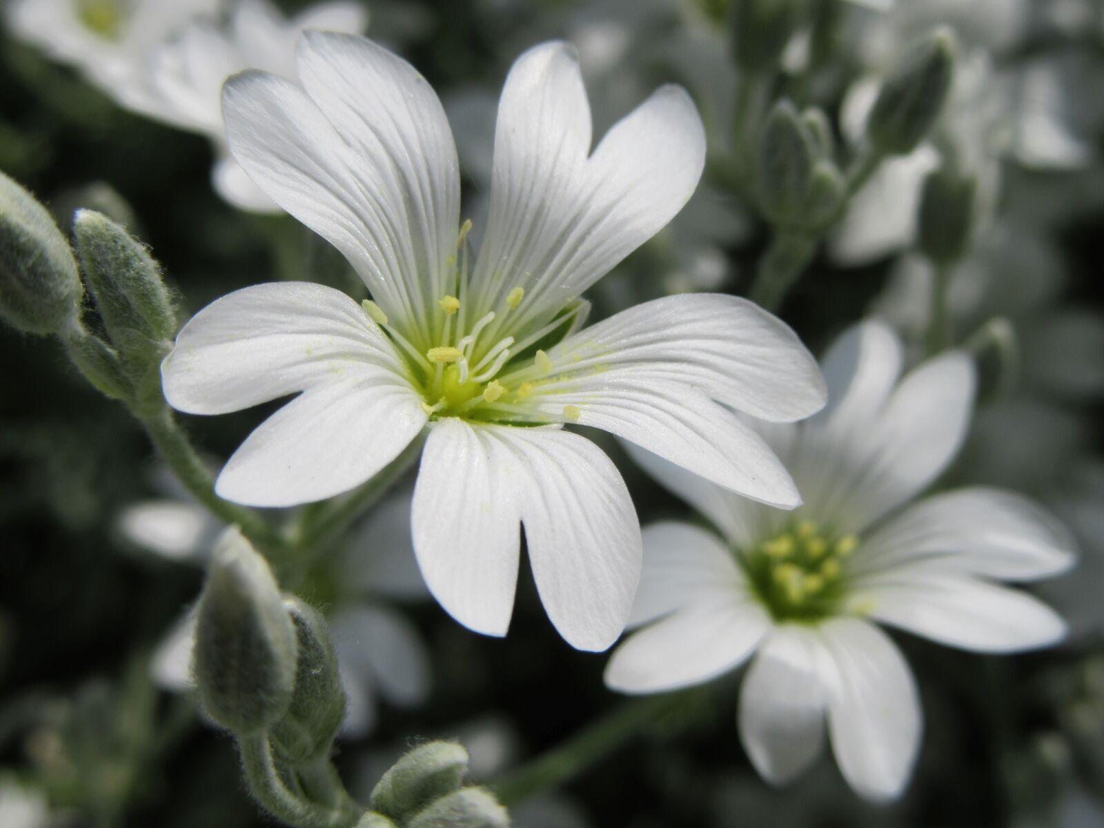 Canon PowerShot SX610 HS sample photo. Flowers, white, white flowers photography