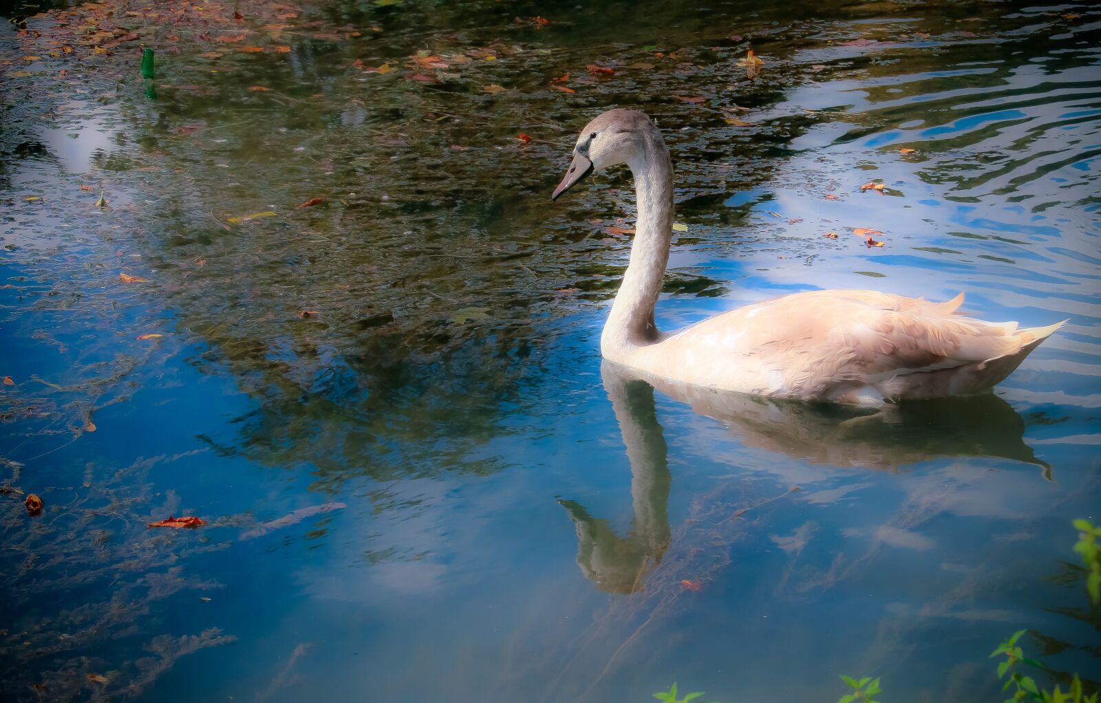 Canon EOS 70D sample photo. Swan, young, reflections photography