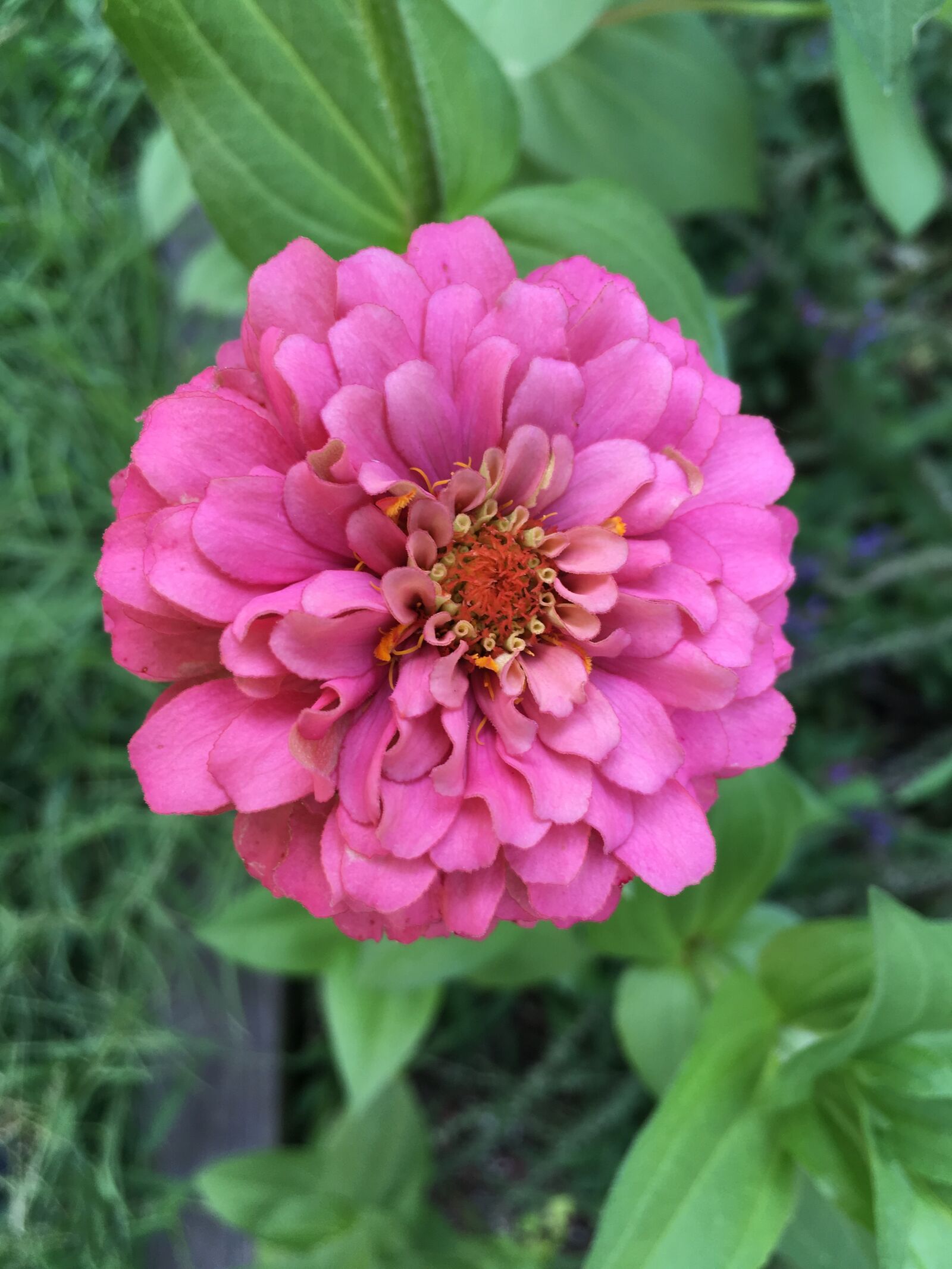 Apple iPhone 6s Plus sample photo. Flower, zinnia, summer photography