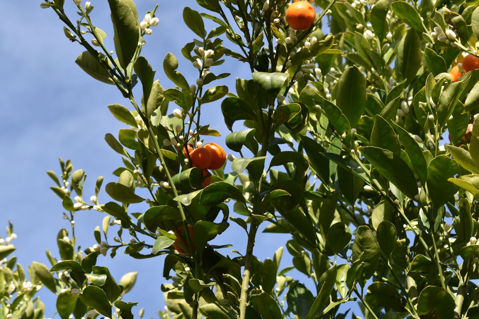Nikon D3500 sample photo. Citrus tree, calamansi, bloom photography