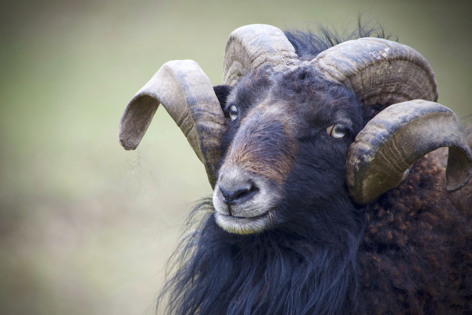 Nikon D5300 sample photo. Aries, mouflon, mammal photography