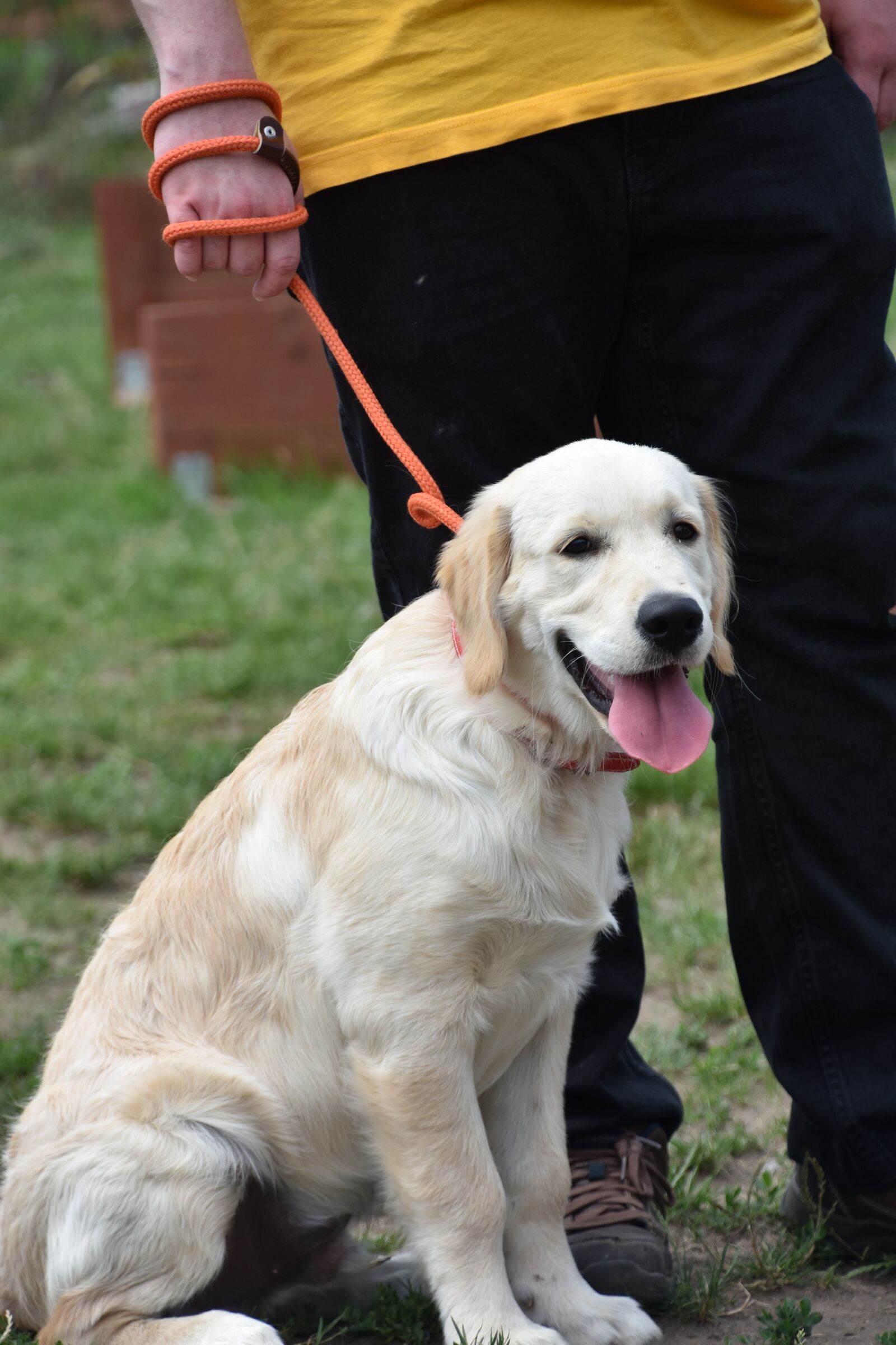 Nikon D7200 sample photo. Dog, puppy, pet photography