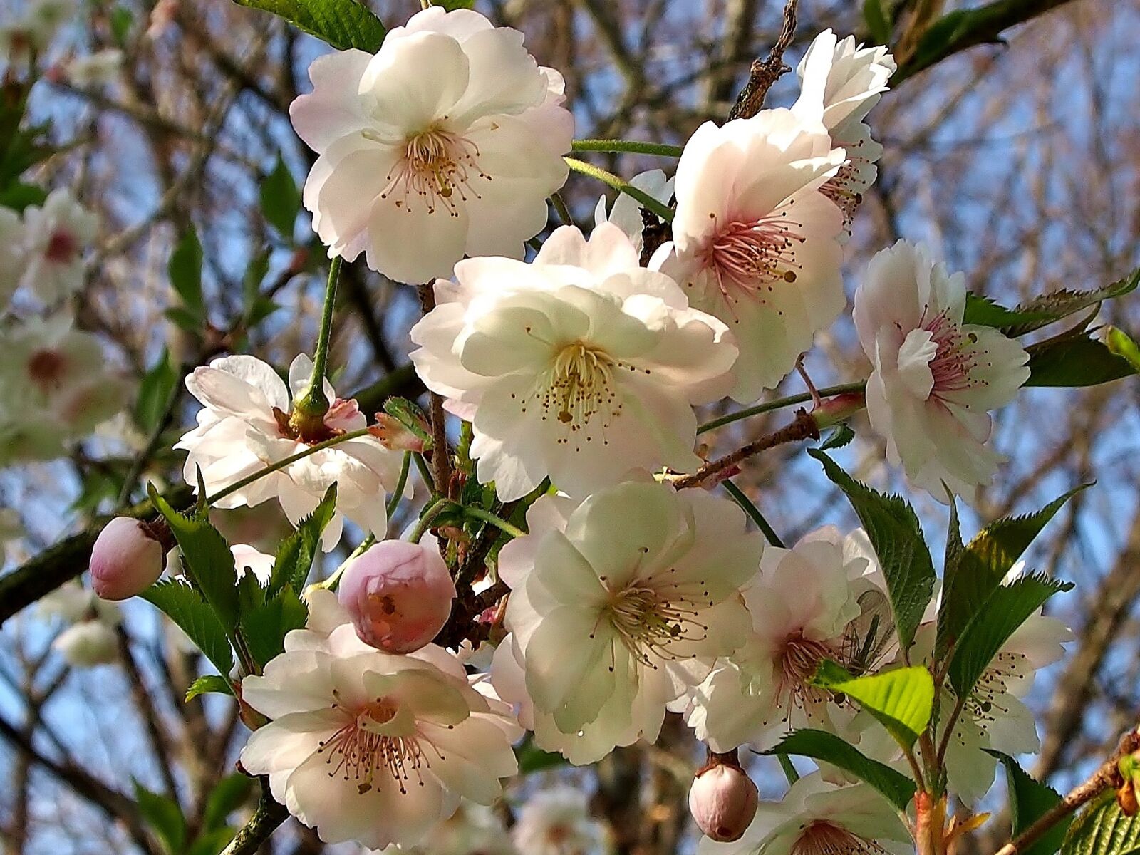 Olympus OM-D E-M5 sample photo. Blossom, bloom, cherry blossom photography