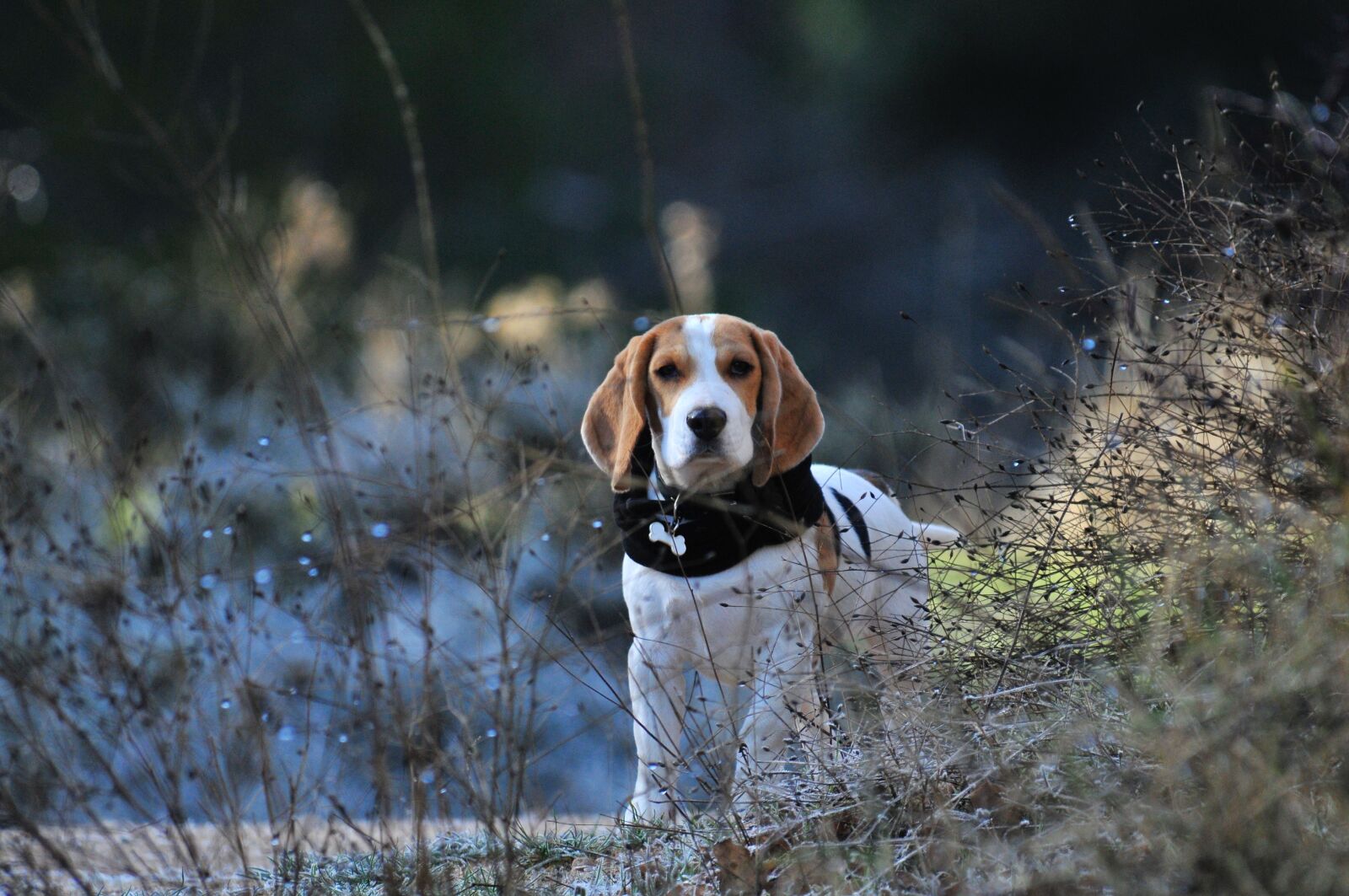Nikon D300 sample photo. Pet, animal, puppy photography
