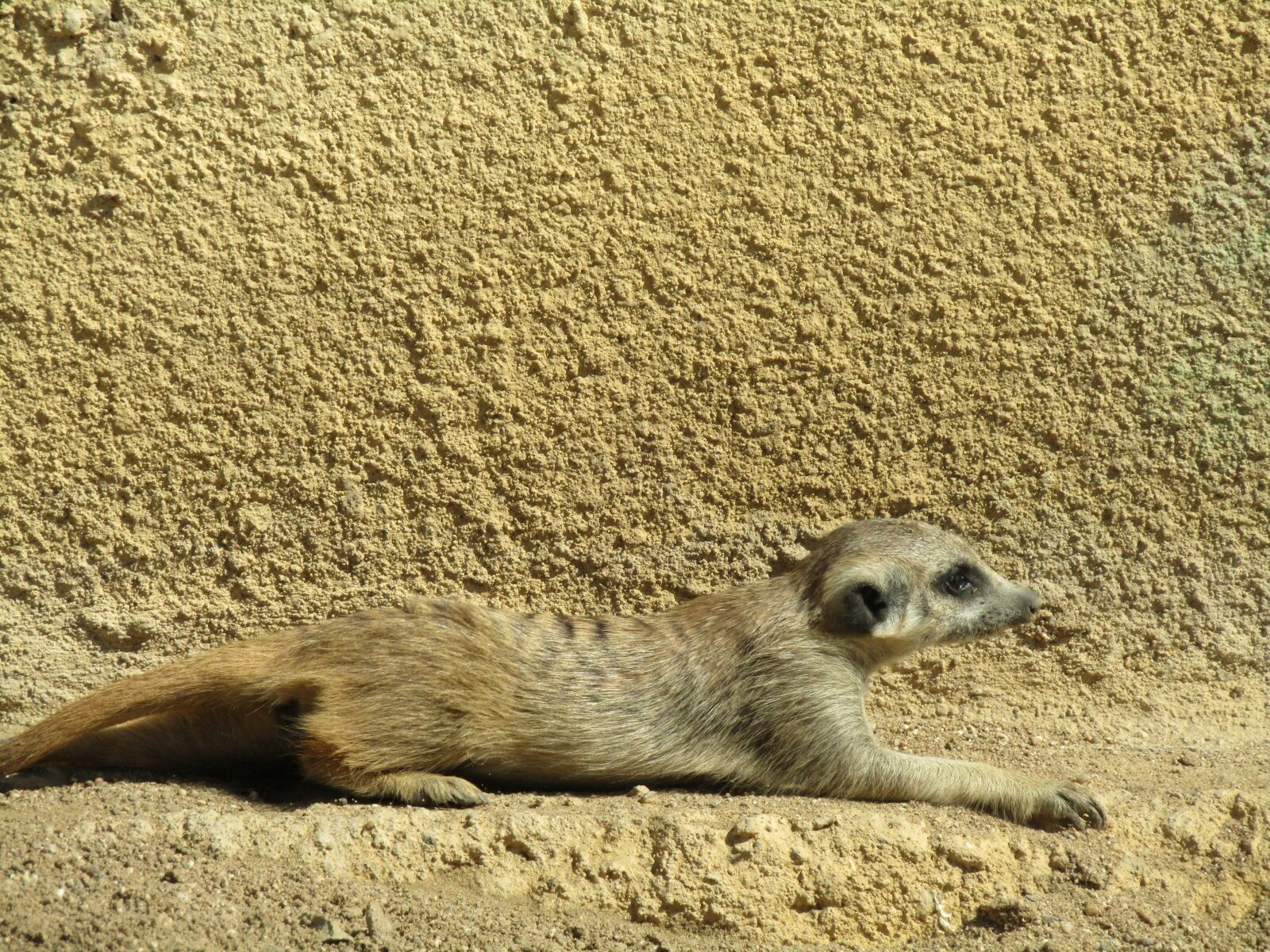 Canon PowerShot SX410 IS sample photo. Meerkat, zoo, mammal photography