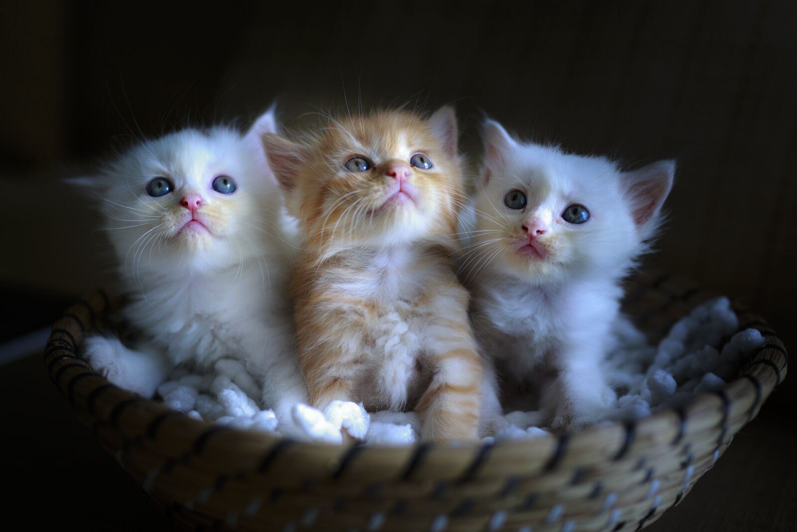 Canon EOS 5D Mark III sample photo. Cat, page, three photography