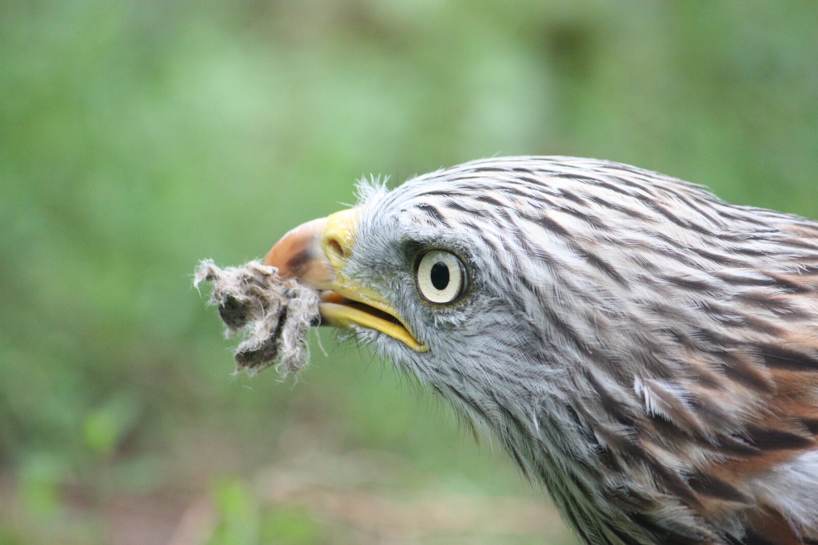 Canon EOS 450D (EOS Rebel XSi / EOS Kiss X2) sample photo. Milan royal, auvergne, bird photography