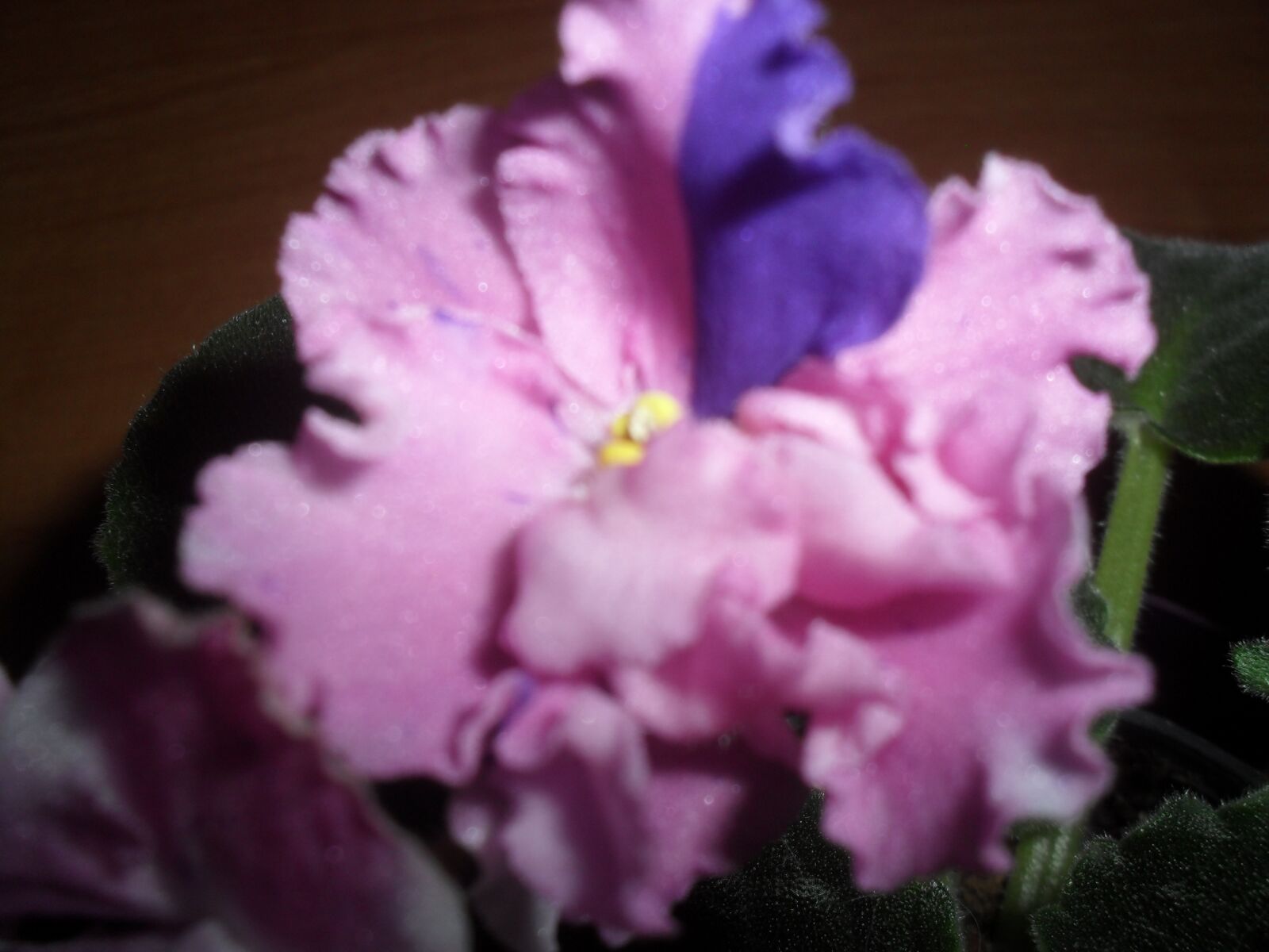Samsung ES60 / VLUU ES60 /  SL105 /  ES63 sample photo. Violet, african, flower photography