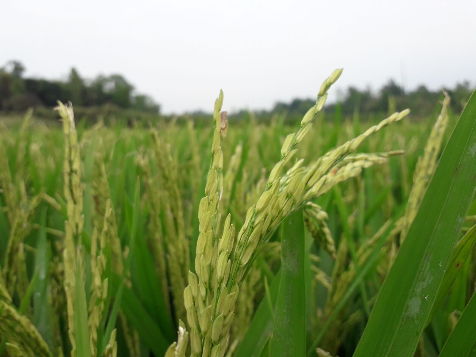 Samsung Galaxy J3 Pro sample photo. Nature, rich, plant photography