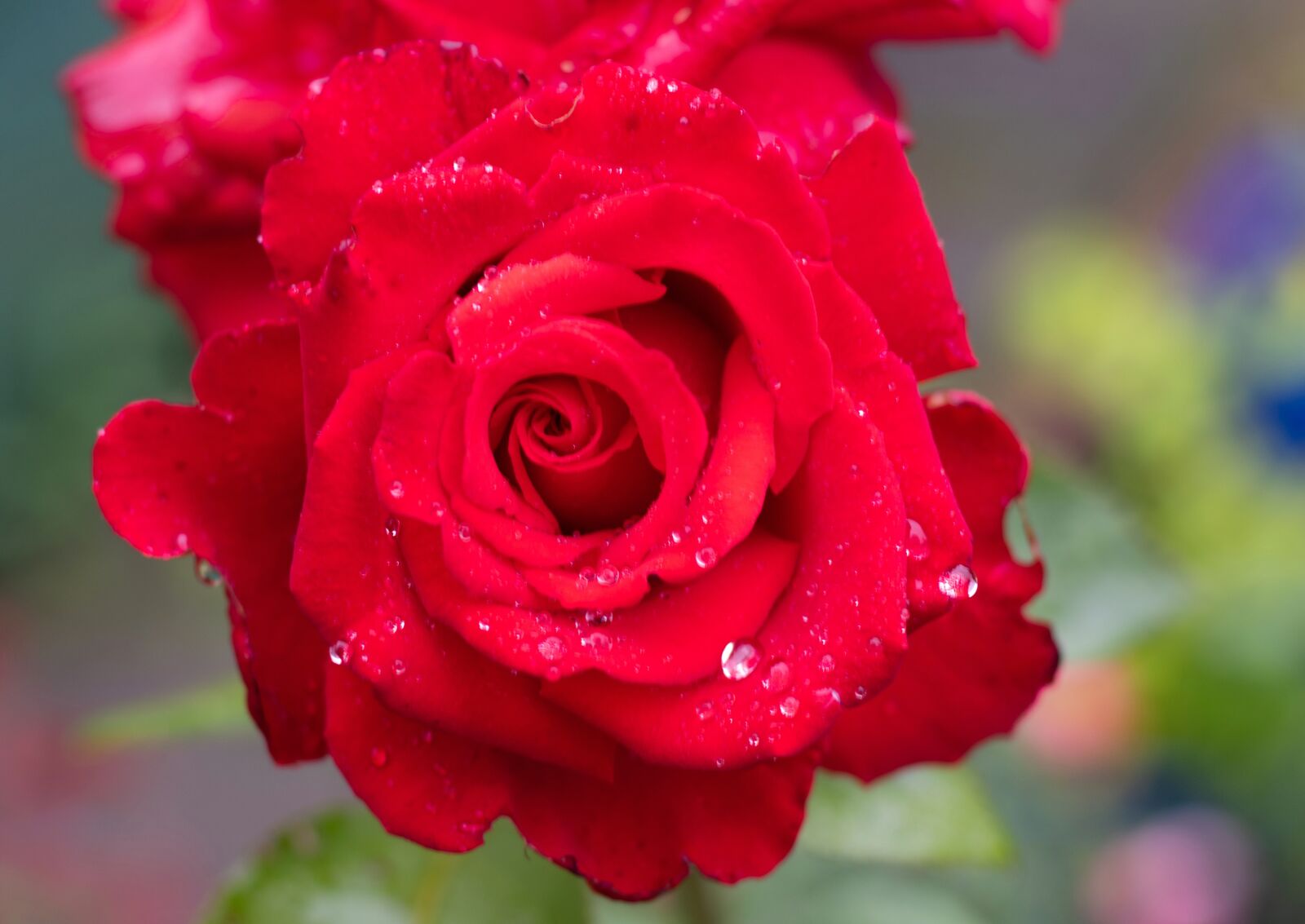 Canon EOS 7D Mark II sample photo. Red rose, raindrops, flower photography