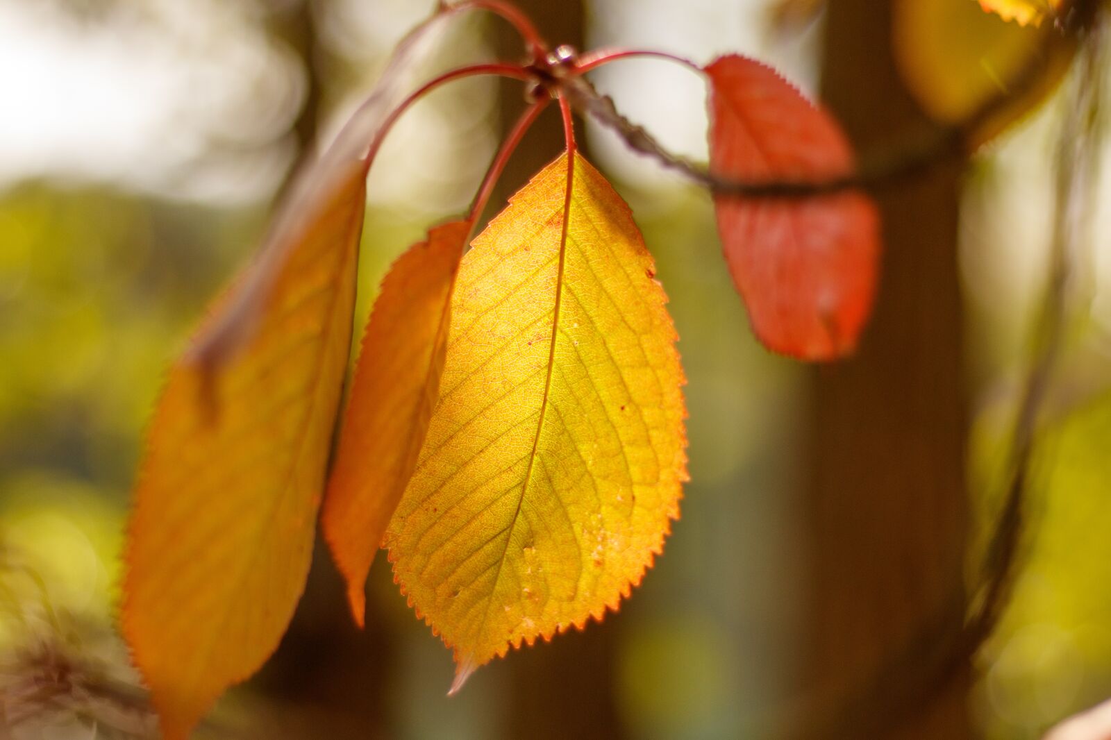 Canon EOS 80D sample photo. Leaf, branch, autumn photography