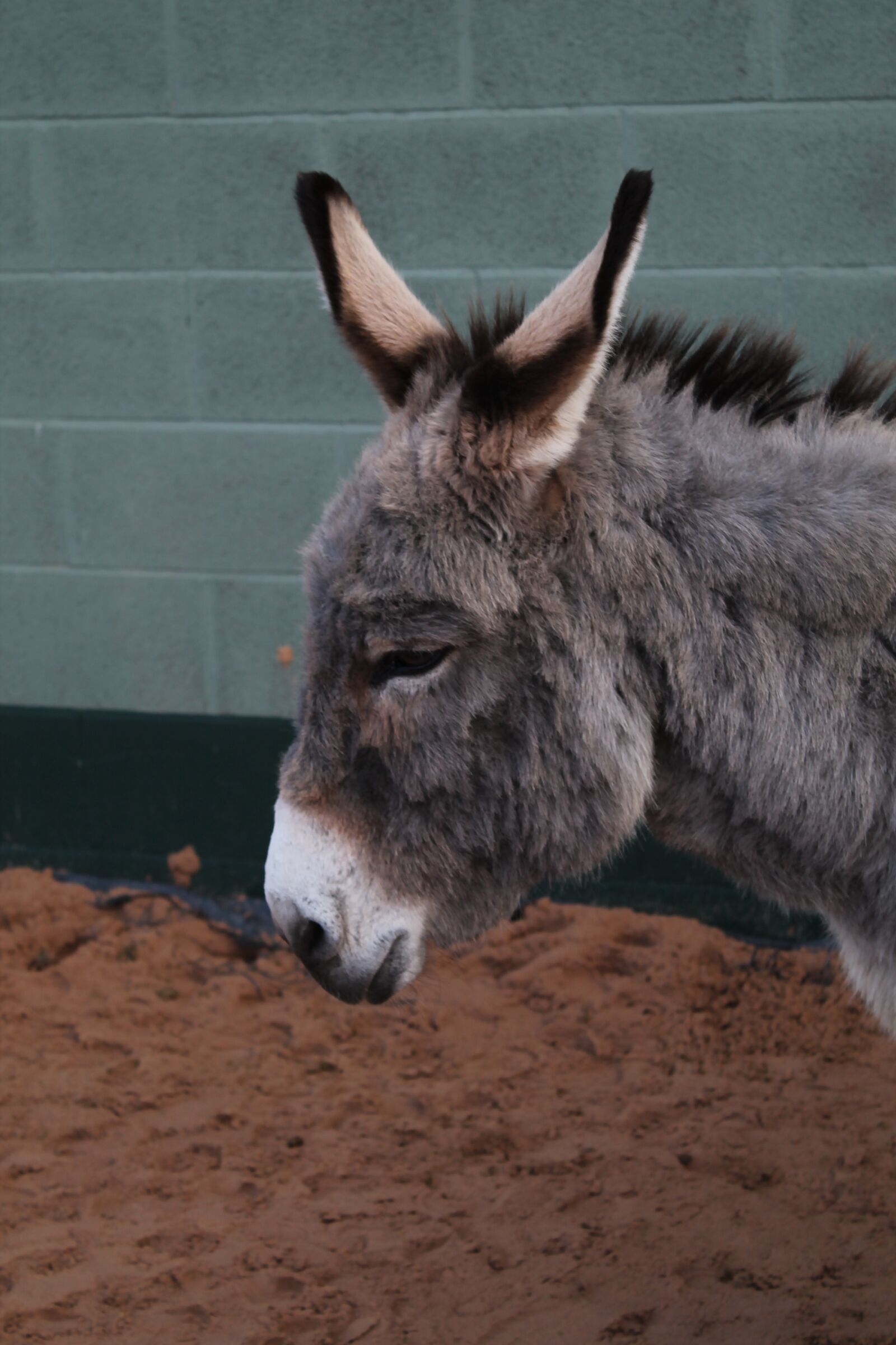 Canon EOS 1100D (EOS Rebel T3 / EOS Kiss X50) sample photo. Donkey, rescue, animal photography