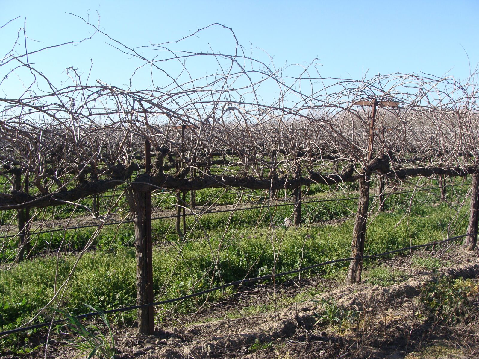 Sony DSC-H3 sample photo. Vineyard, grapevines, wine photography