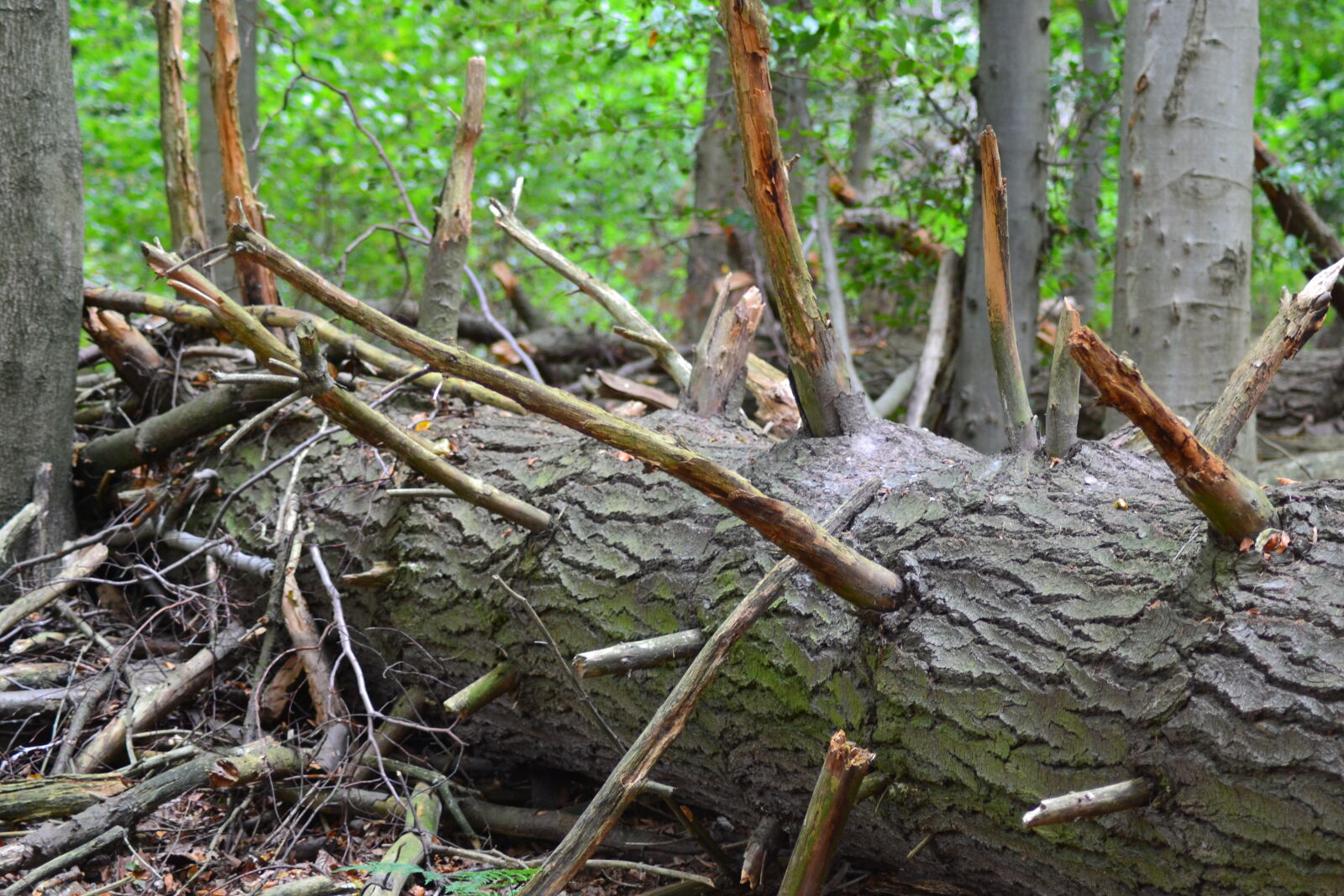 Nikon D3100 sample photo. Fallen, tree, forest, ground photography