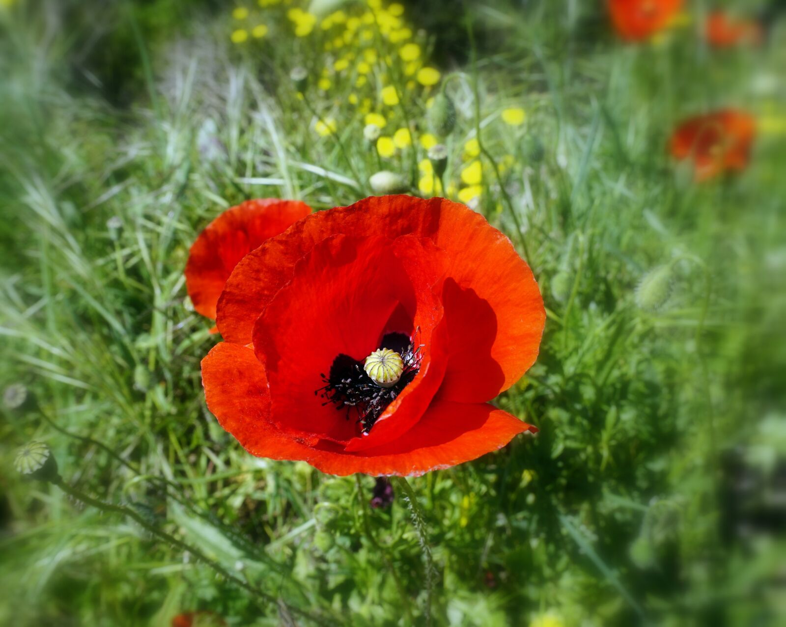 Sony a6000 sample photo. Poppies, flowers, poppy flower photography