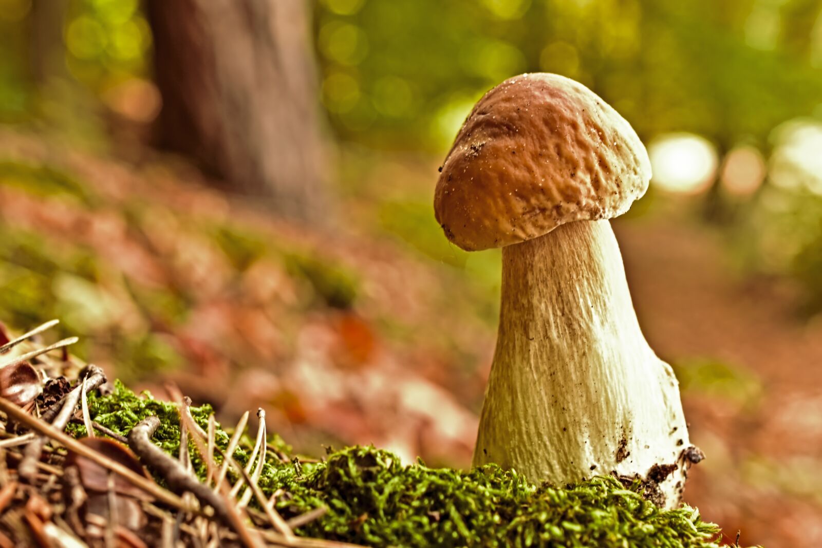 Nikon D5600 sample photo. Mushroom, cep, food mushrooms photography