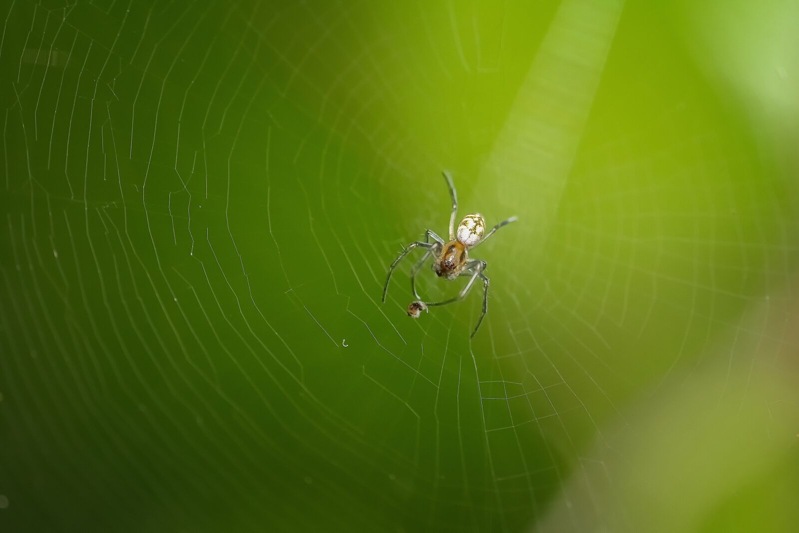 Canon EF 100mm F2.8L Macro IS USM sample photo. Spider, macro, animal photography