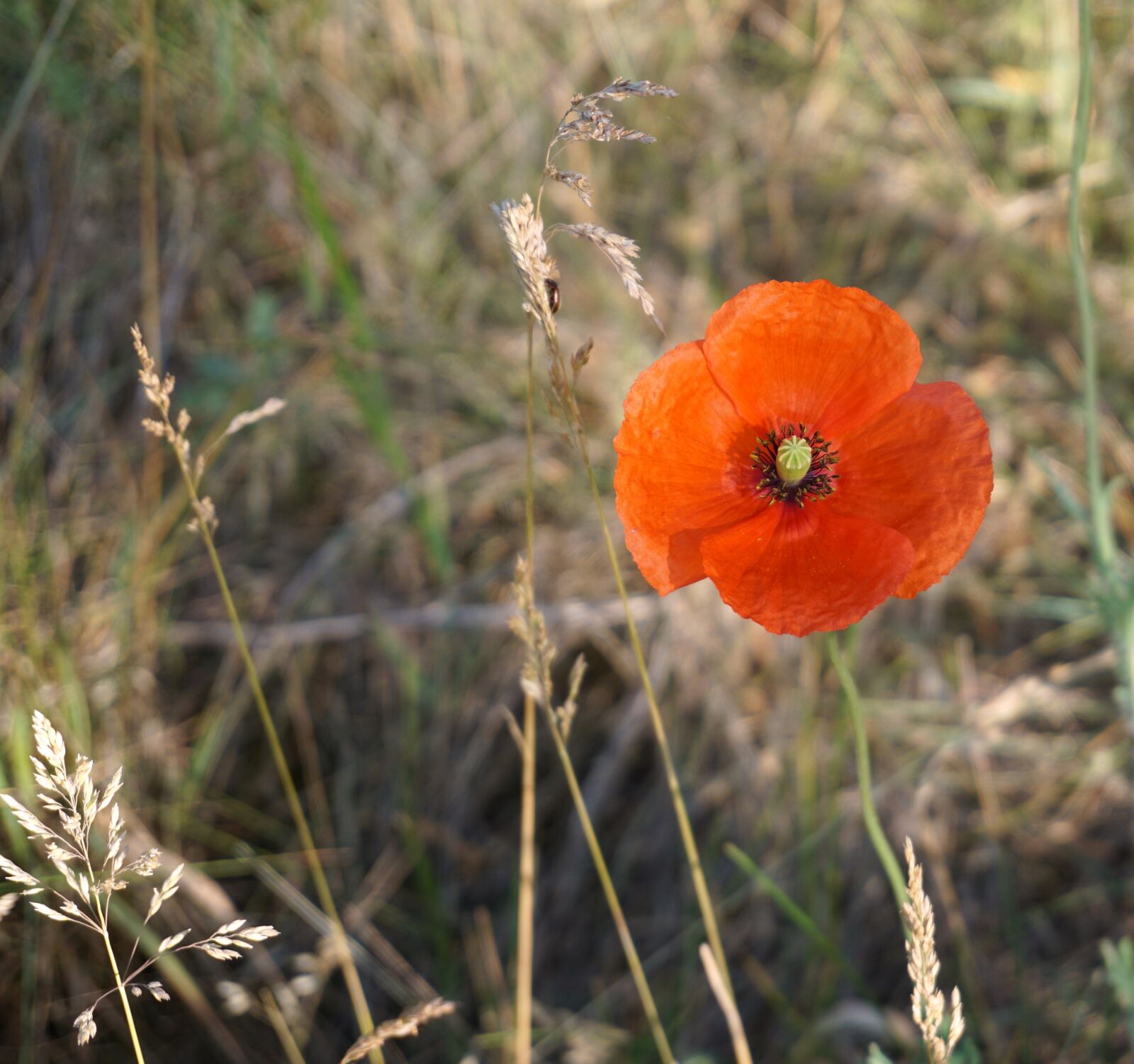 Sony a6000 sample photo. Poppy, blossom, bloom photography