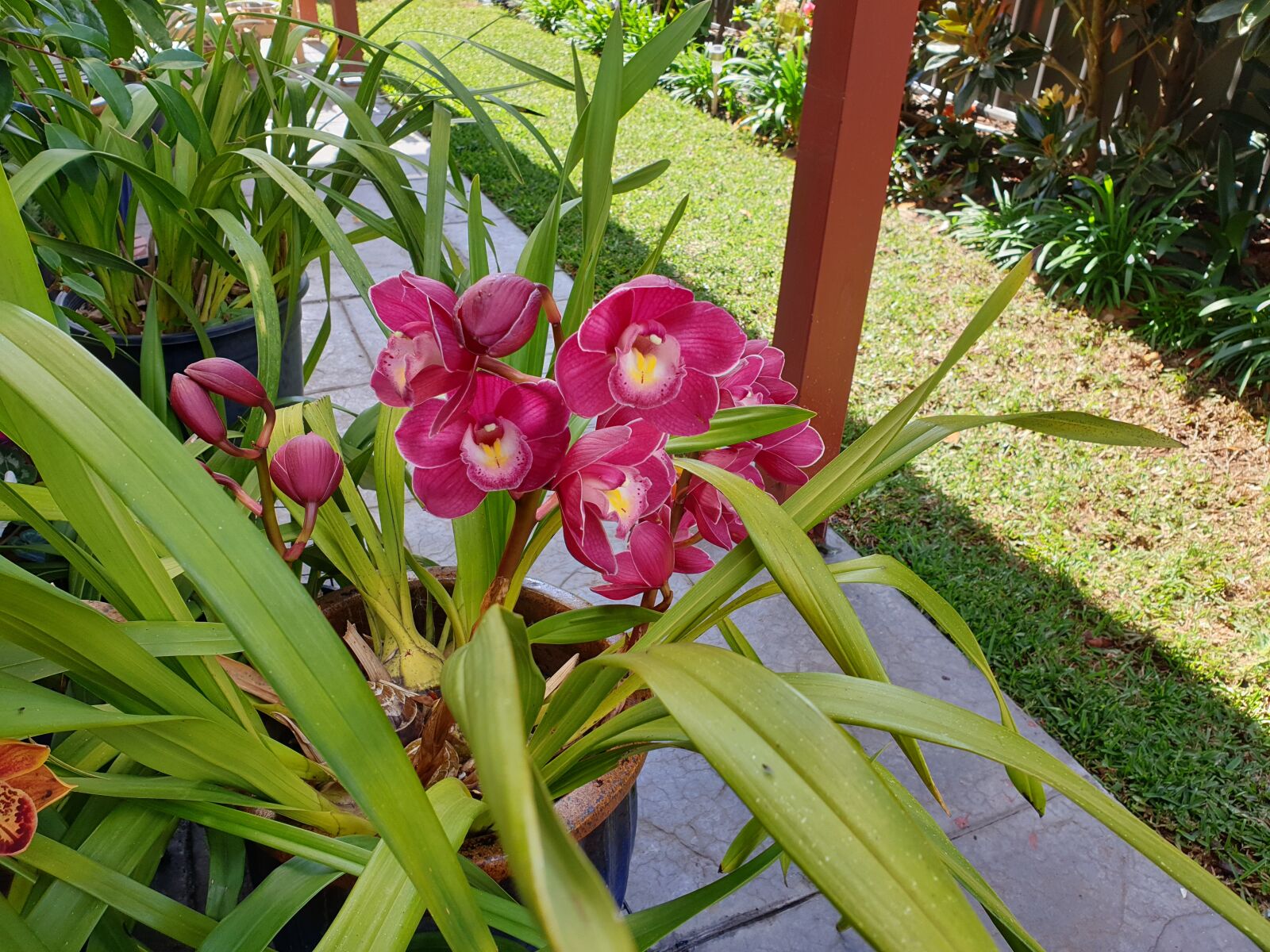 Samsung SM-G965F sample photo. Cymbidium, orchid, flower photography