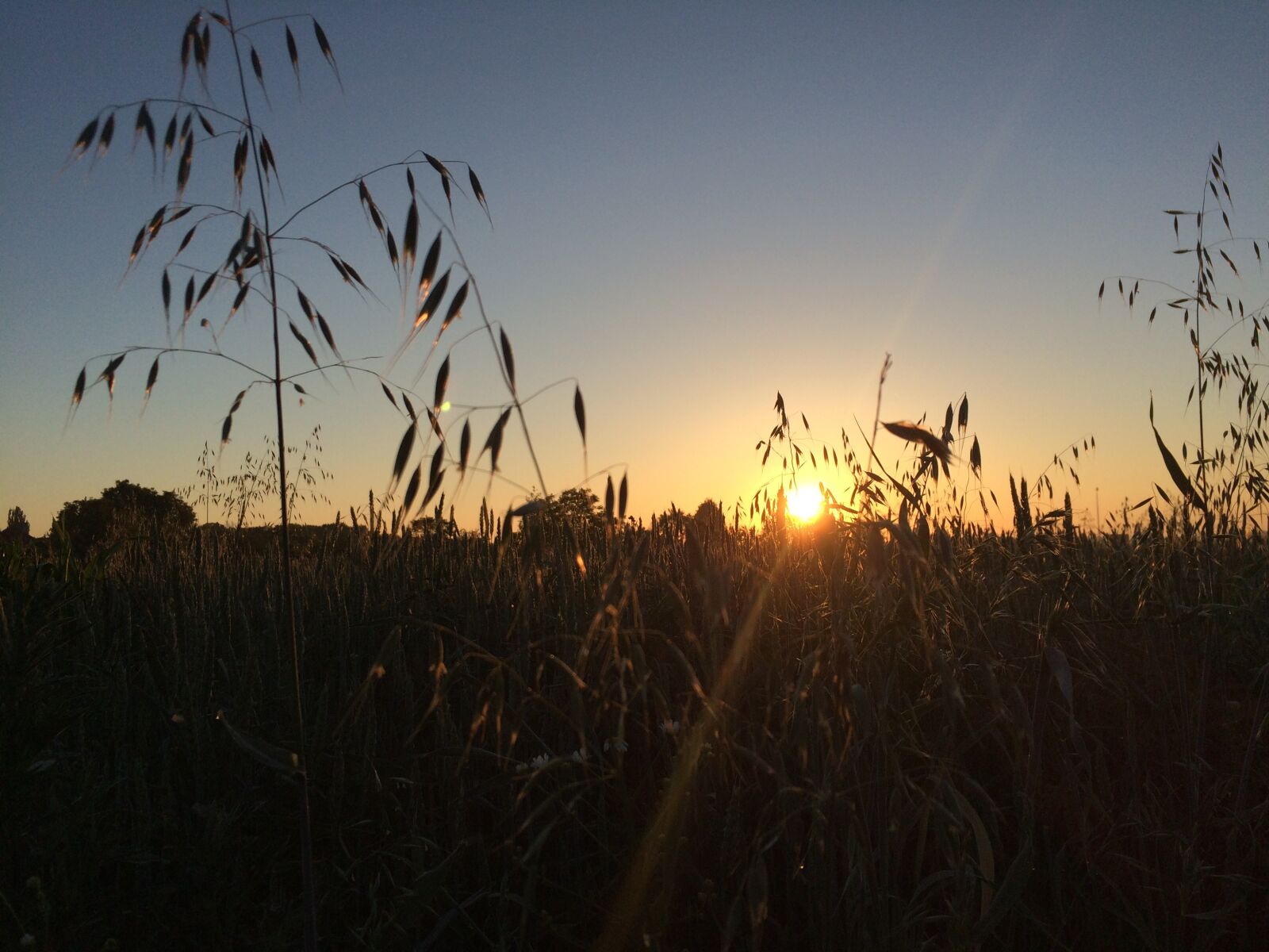 iPhone 5s back camera 4.15mm f/2.2 sample photo. Sunset, sun, field photography