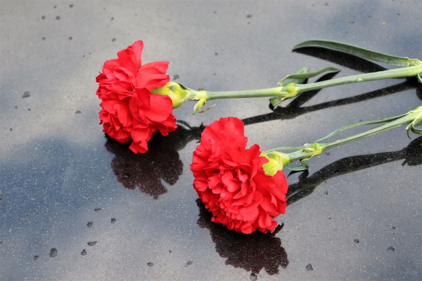 Canon EOS 200D (EOS Rebel SL2 / EOS Kiss X9) sample photo. Two red carnations, black photography