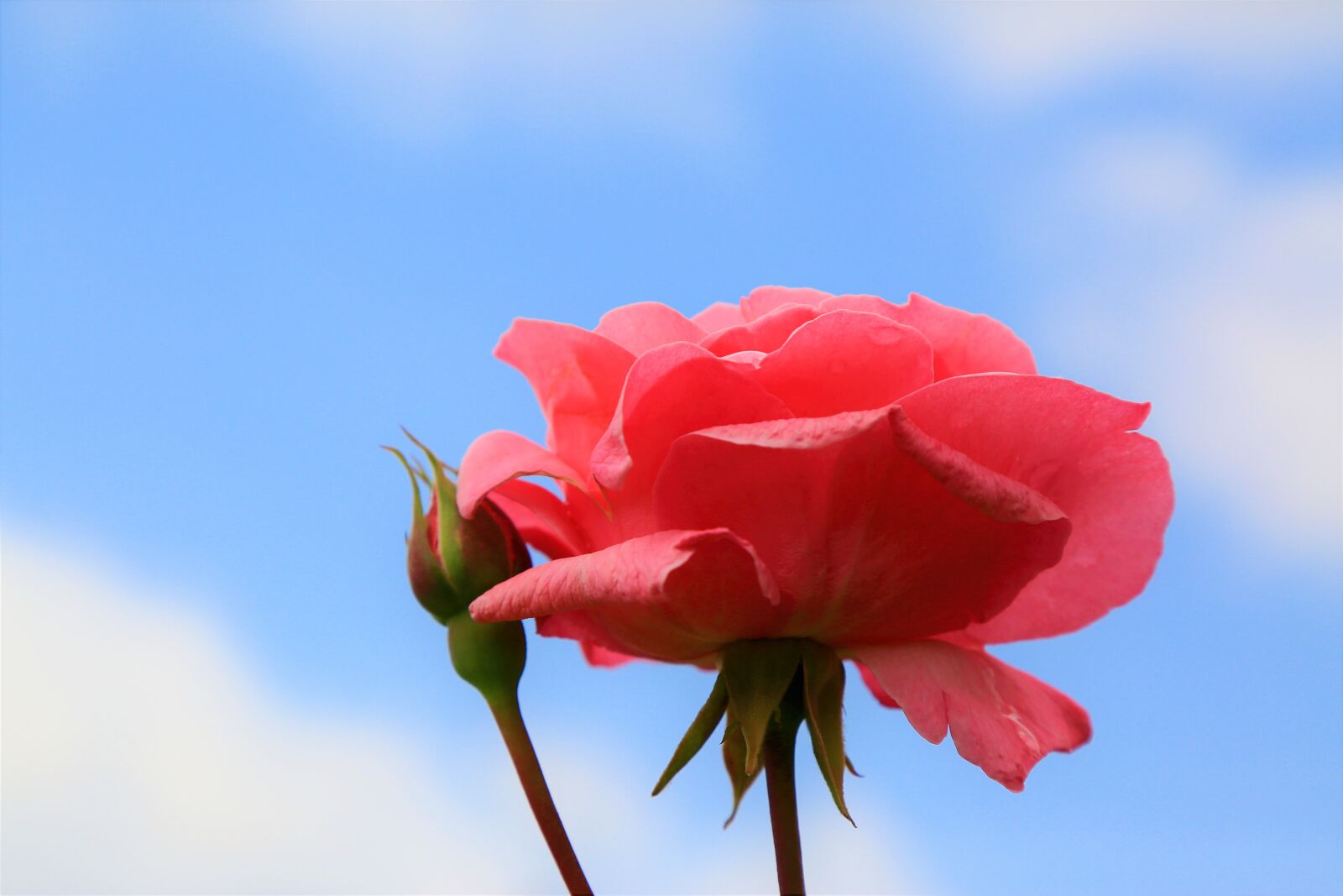 Canon EF 24-105mm F4L IS USM sample photo. Rose, pink, spring photography