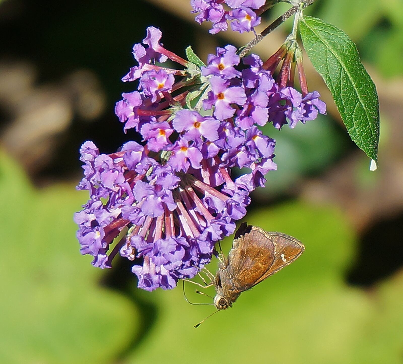 Sony Alpha NEX-5T sample photo. Clouded skipper, skipper, butterfly photography