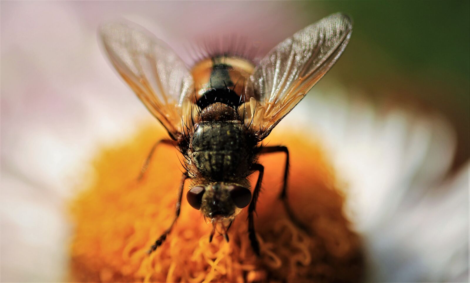 Canon EF-S 35mm F2.8 Macro IS STM sample photo. Wasp, bee, insect photography