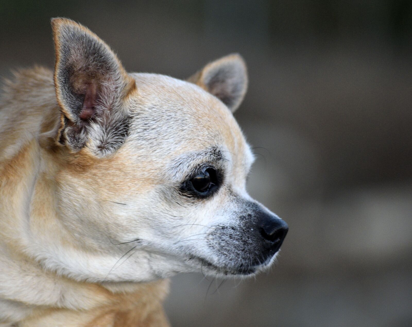 Nikon D3300 sample photo. Chihuahua, puppy, dog photography